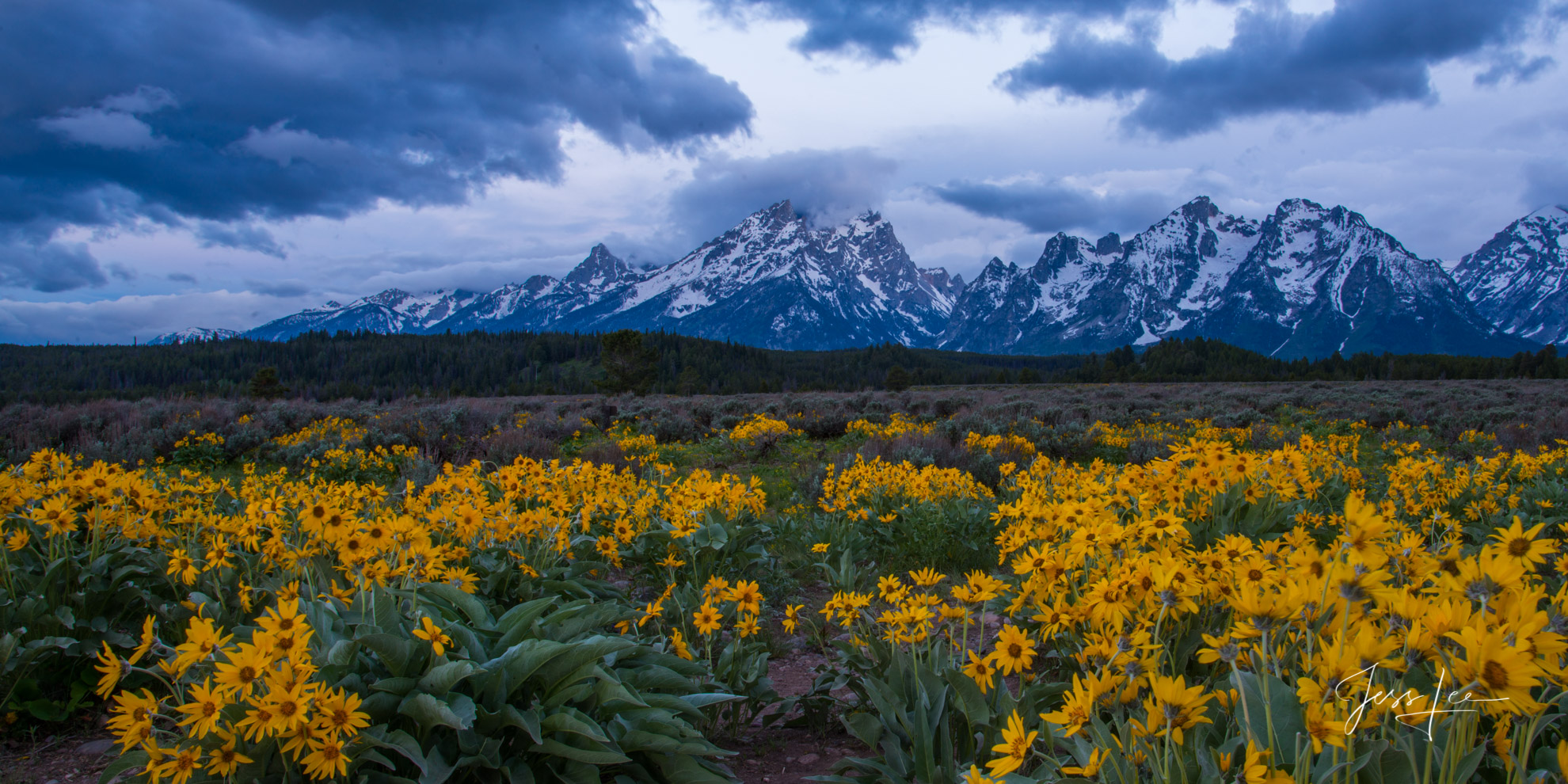 Spring Flowers with a dark storm over the Teton Range