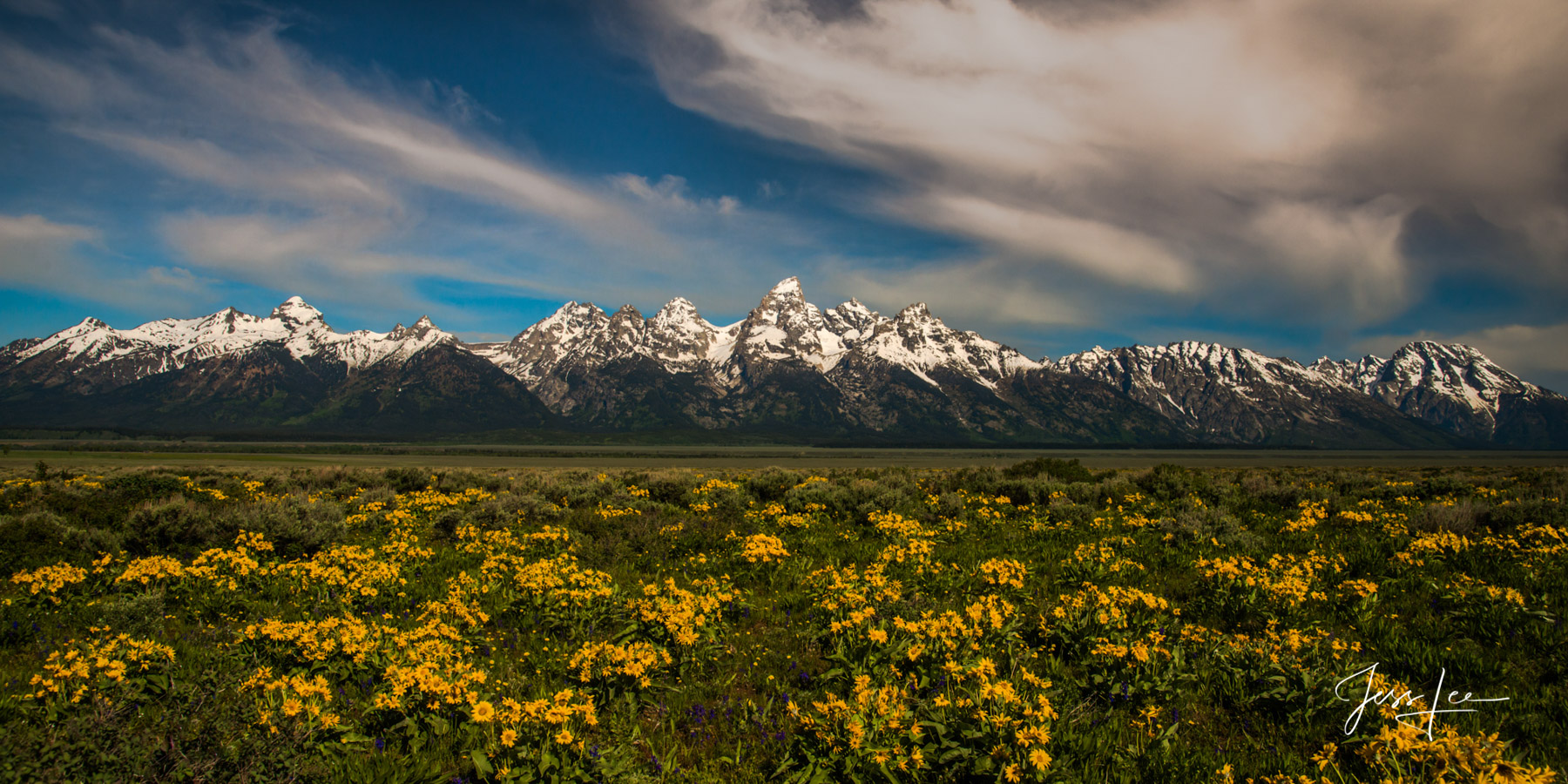 Teton Range Spring Grand Teton National Park Spring Flowers covering Jackson Hole Photo Print