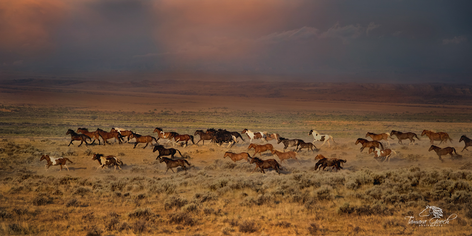 A fine art photographic print  by Tamara Gooch of a herd of wild mustangs as they take off in a gallop after a loud clap of thunder...