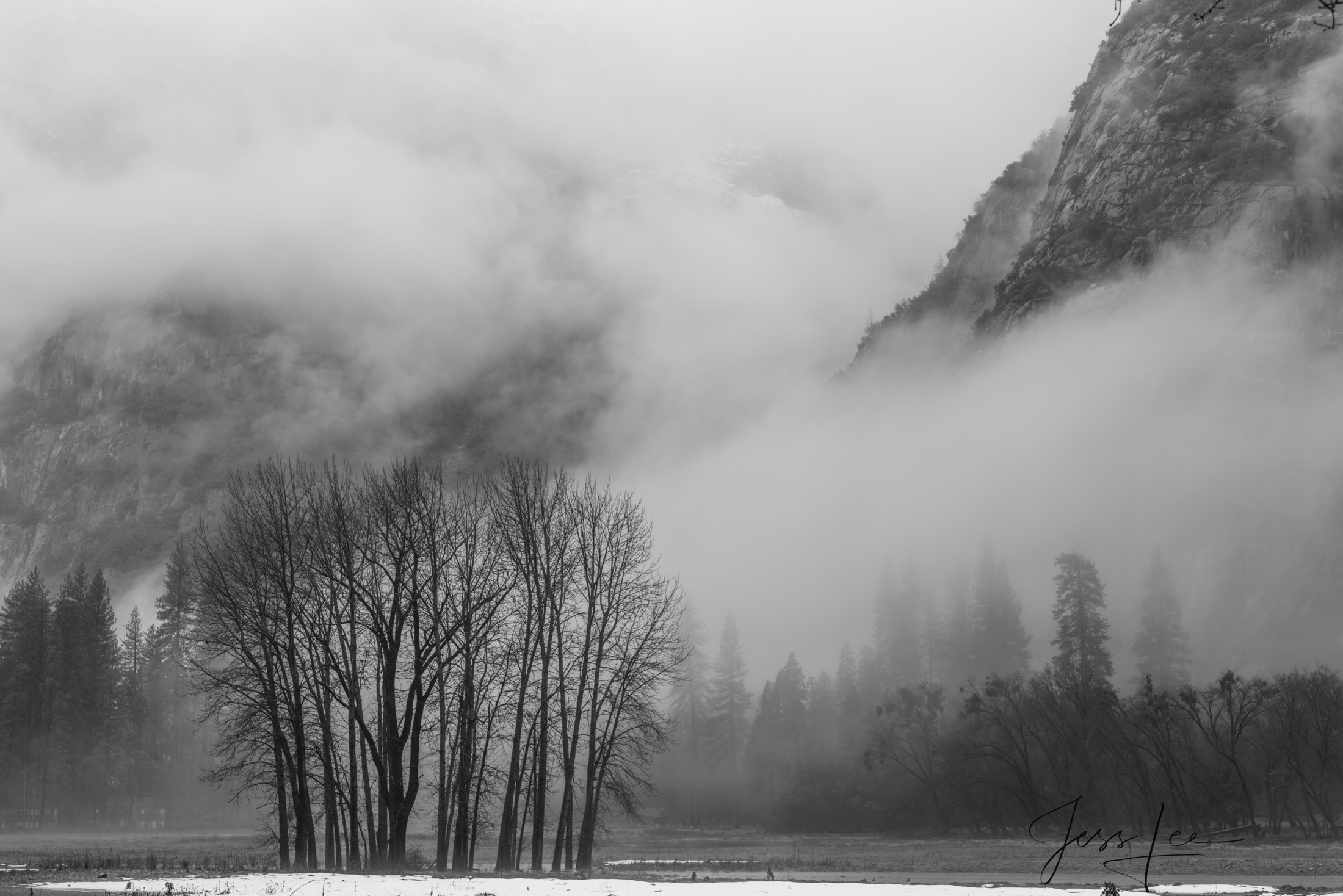 An early morning scene in Yosemite National Park, captured in classic black and white. A silhouetted stand of trees stands guard...
