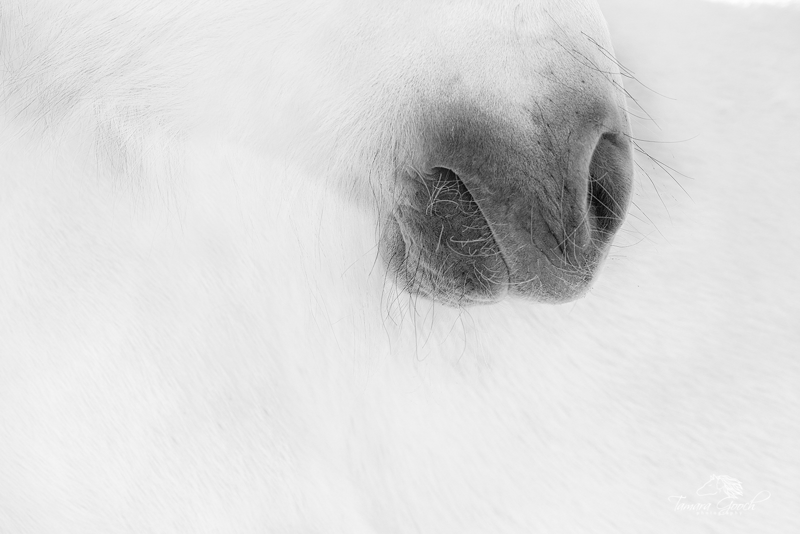 Fine Art black and white exclusive photographic print of a horses muzzle, nose and whiskers against his white body with his nose...