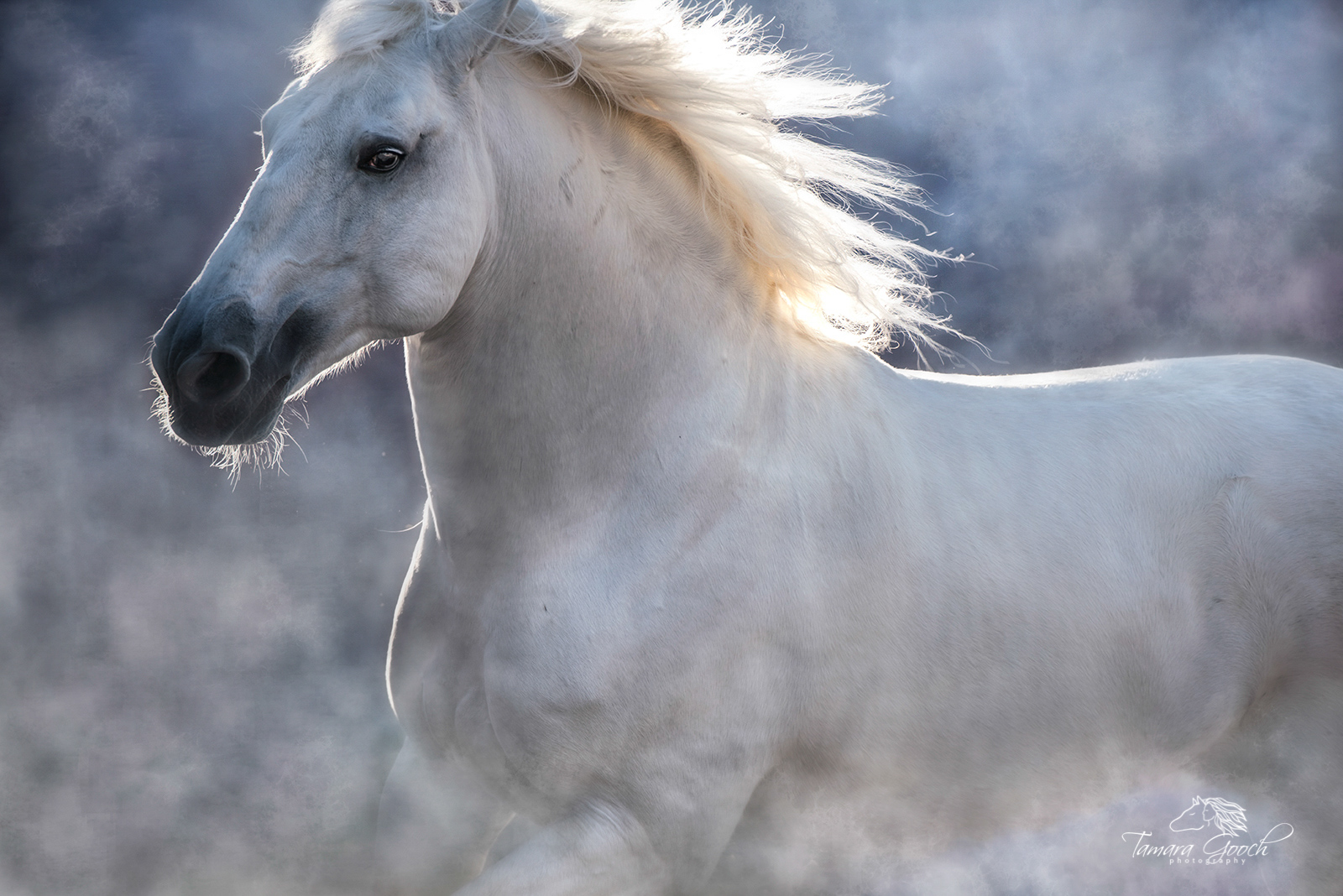 Fine Art Equine Photography Print. Limited Edition of 25. White Lusitano stallion at liberty surrounded by dust. Photographed...