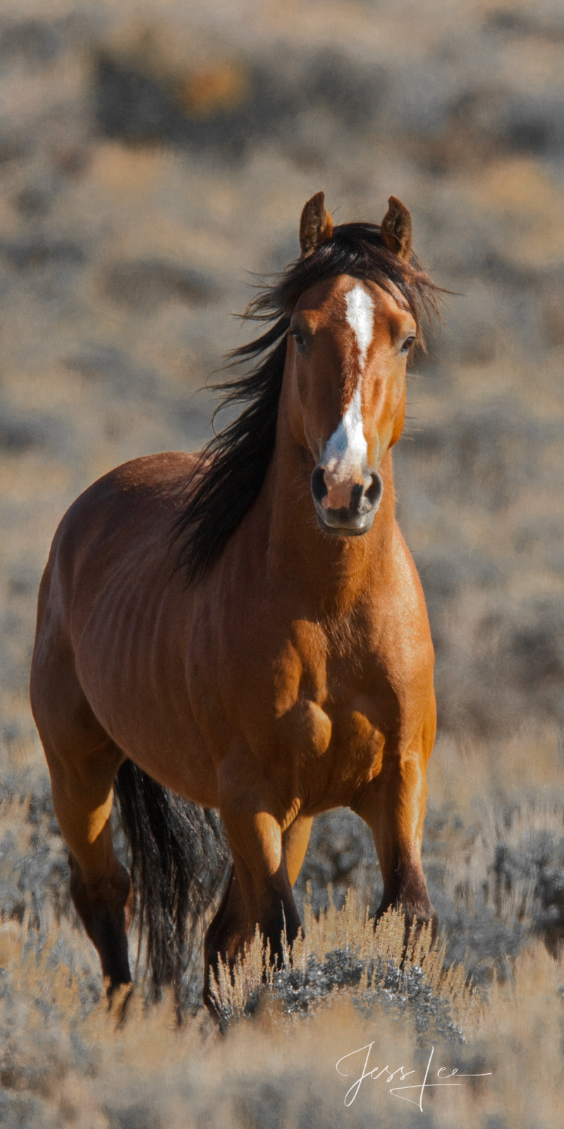 Sage Stallion Sagebrush Basin Wild Horse Stallion.