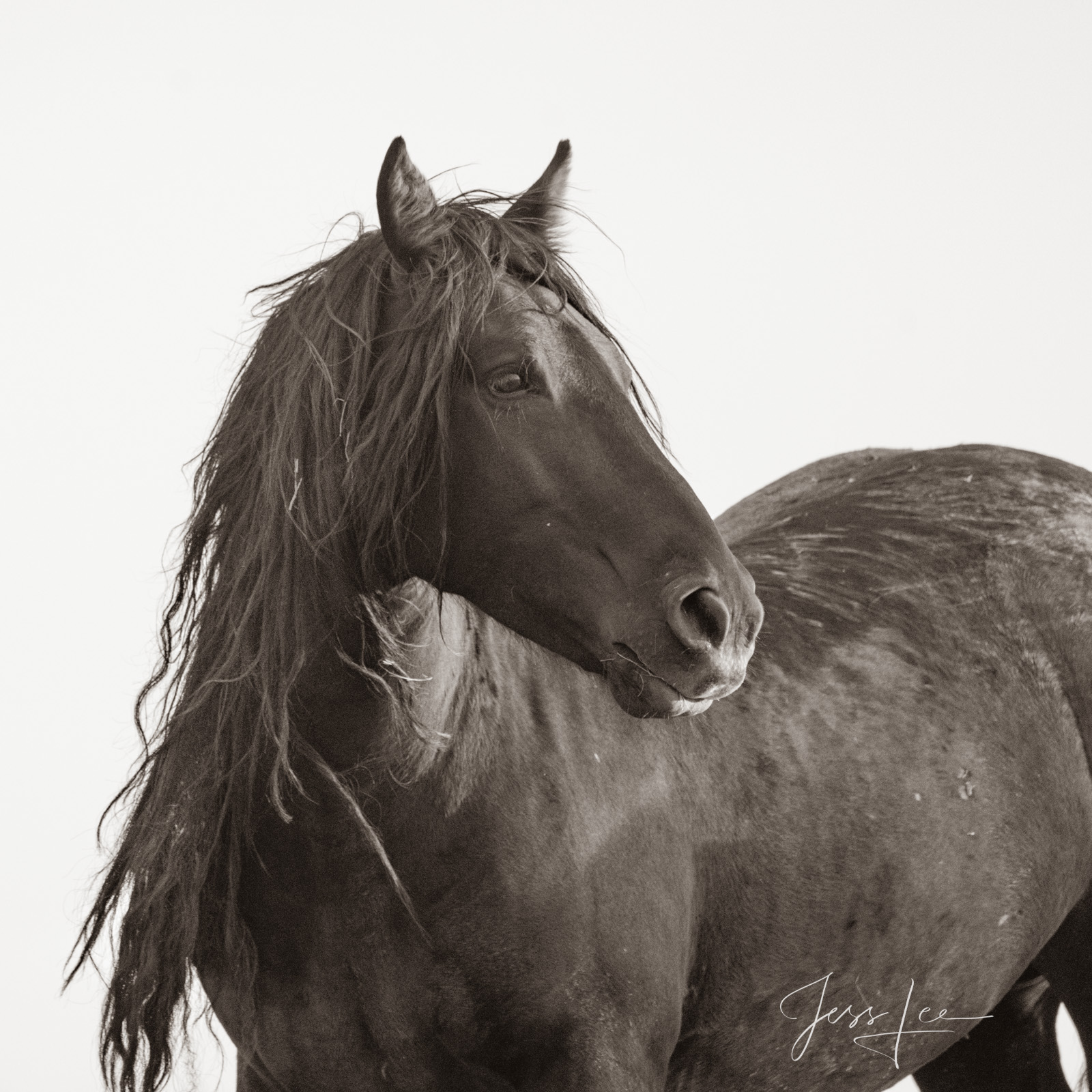 Black Stallion Stud a Fine art Limited Edition photo of 250 Exclusive Prints