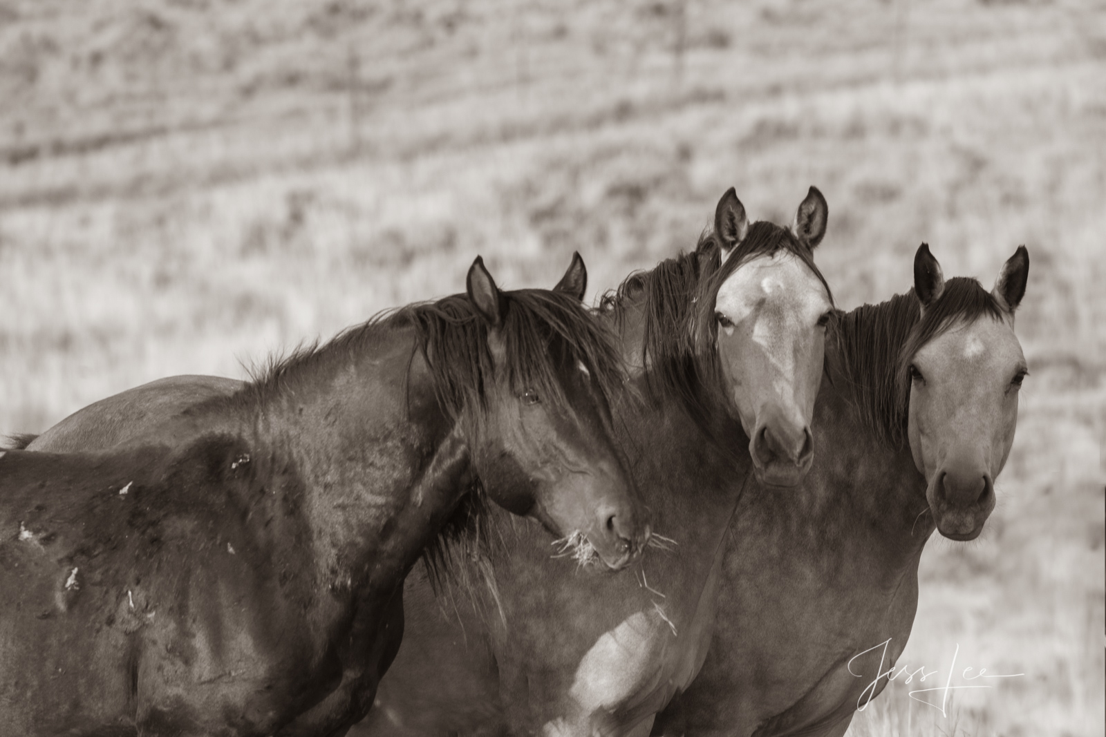 Fine Art Print of three Wyoming Wild Horses. Limited Edition of 250 Luxurious Prints.  Choose the style, size, and medium for...