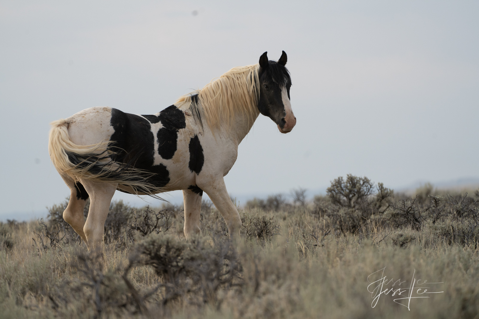 Fine Art Print of Wyoming Wild Paint Horse. Limited Edition of 250 Luxurious Prints.  Choose the style, size, and medium for...
