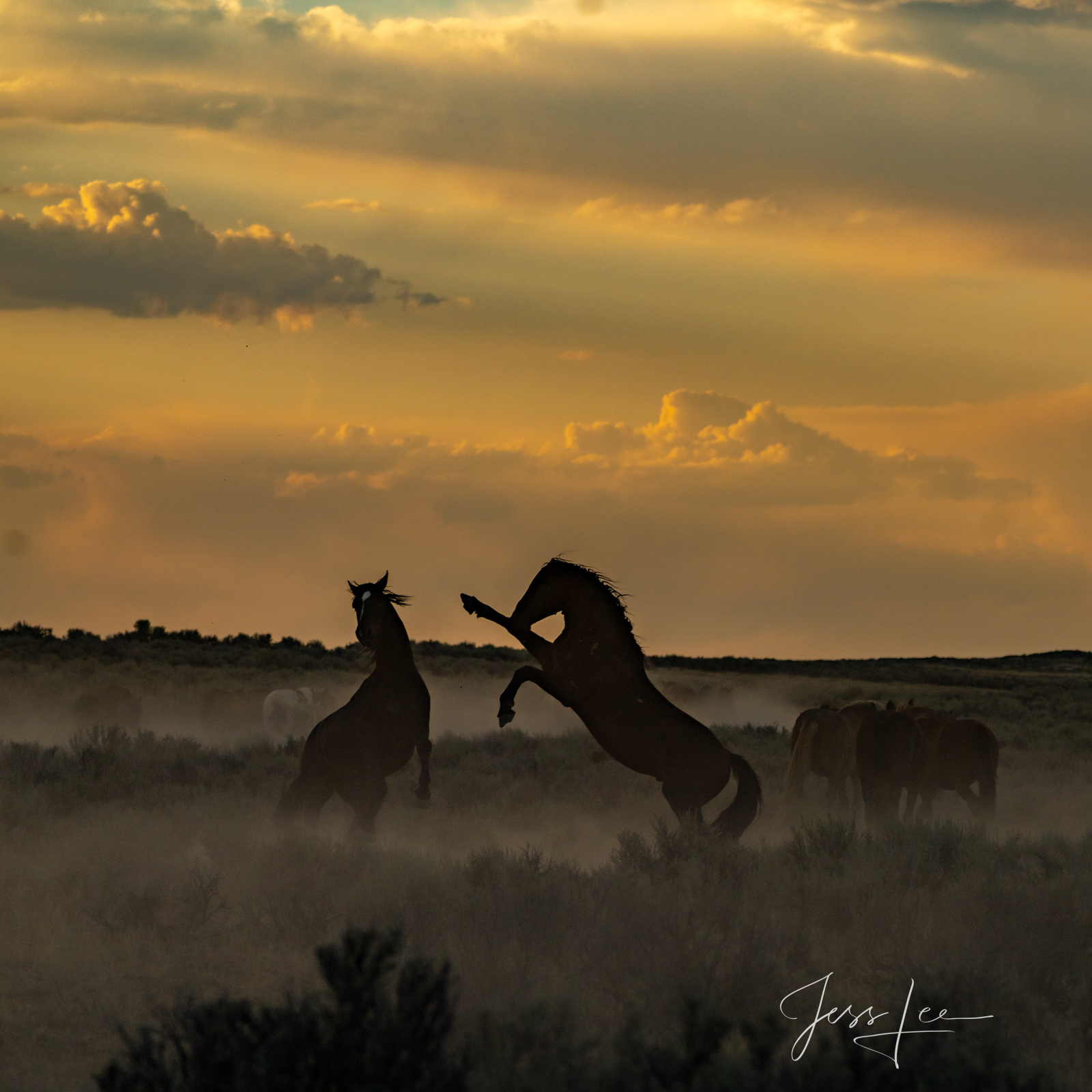 Sundown Fury | Stallions at play Fighting Wild Stallions, A fine art limited Edison photo of 100 prints.