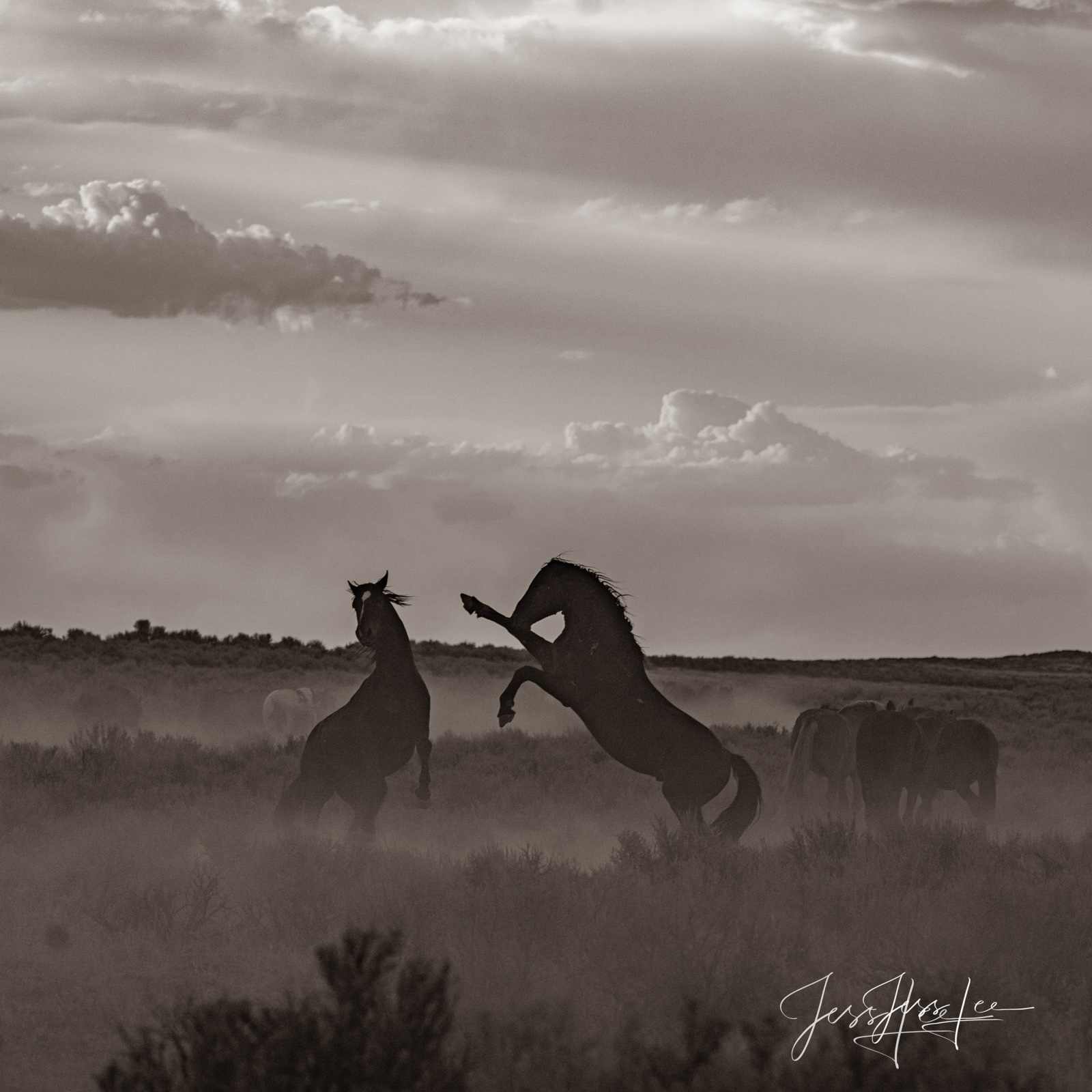 Black and White Wild Stallions fighting Fine Art Print of fighting Wyoming Wild Horses. Limited Edition of 250 Luxurious Prints. Choose the style, size, and medium...