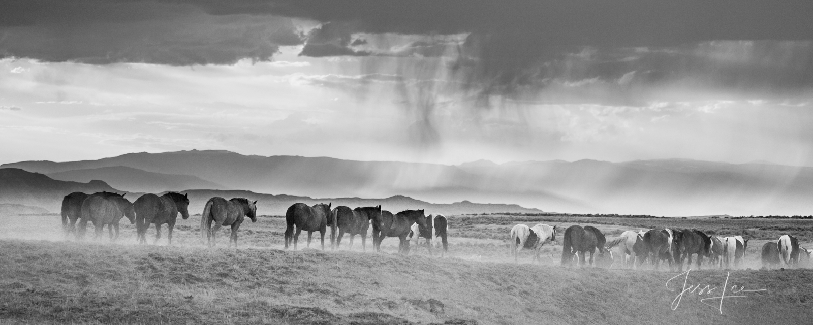 Fine Art panaramic print of Wyoming Wild Horses. Limited Edition of 250 Luxurious Prints.  Choose the style, size, and medium...