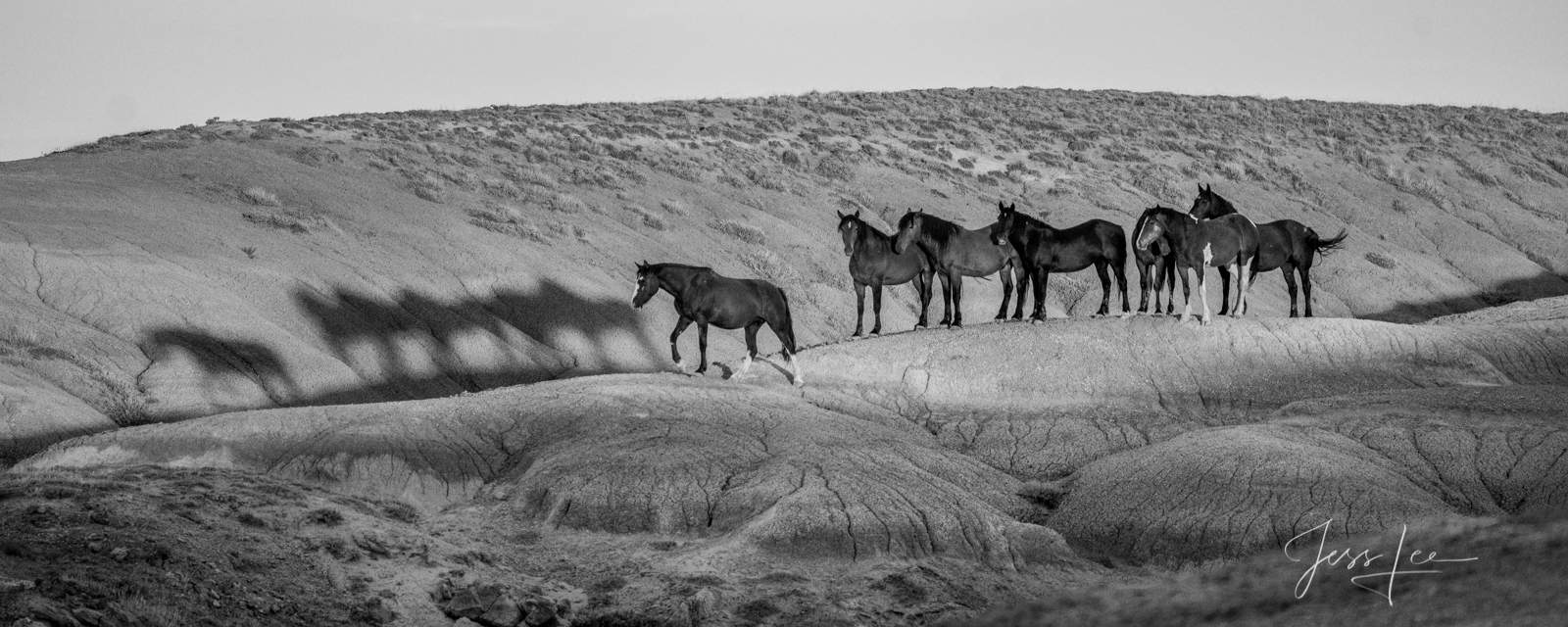 Black and White Wild Horse Shadow Fine Art Print of Wyoming Wild Horses and their shadow. Limited Edition of 250 Luxurious Prints. Choose the style, size, and...
