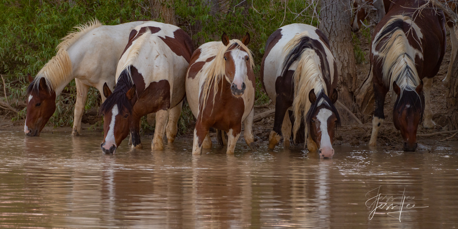 Black and White Wild Horses drinking Fine Art Print of Wyoming Wild Horse herd. Limited Edition of 250 Luxurious Prints. Choose the style, size, and medium for your...