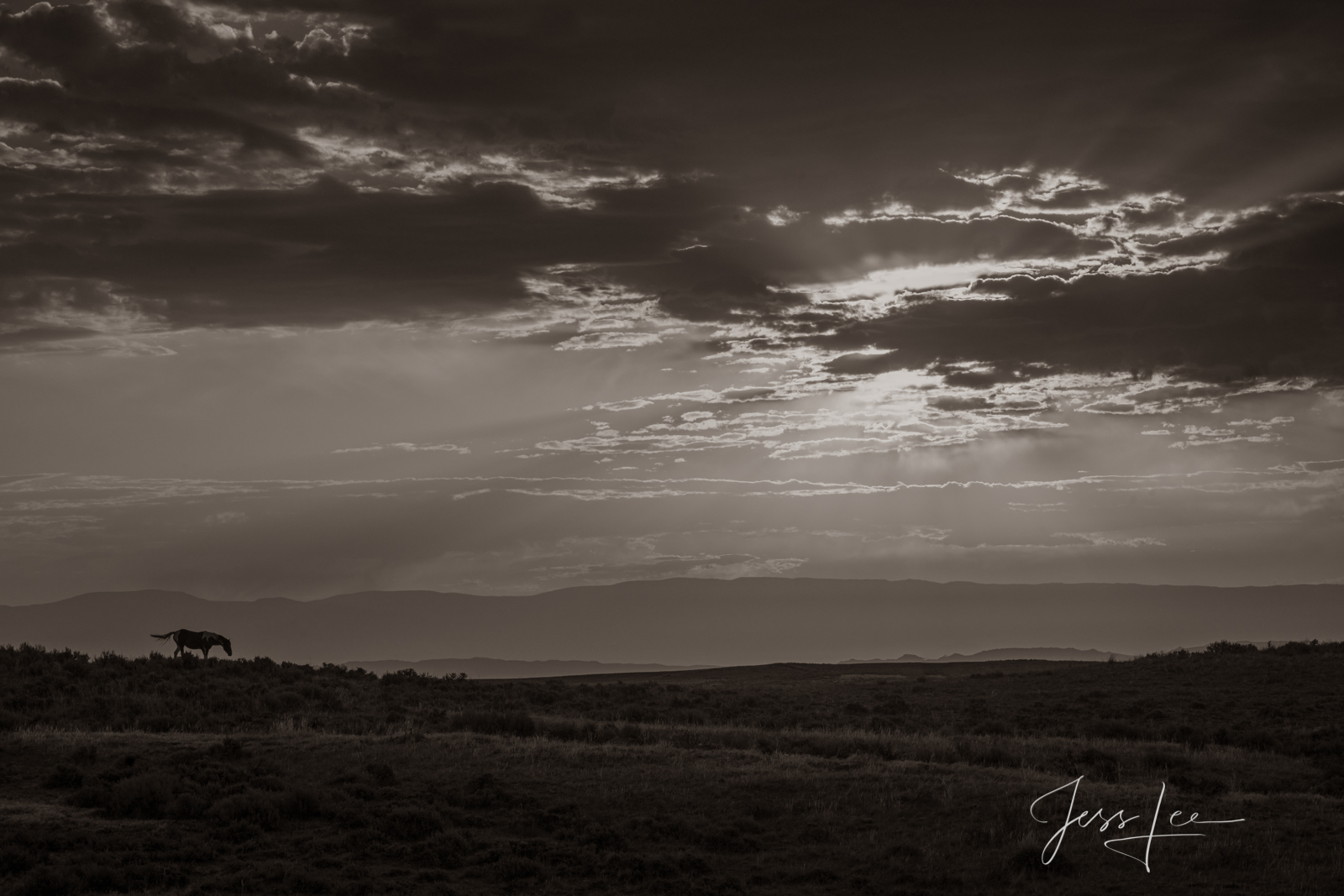 Black and White Evening Wild Horses Horse Photo in a Fine Art Limited Edition Photography Print for Luxury homes.