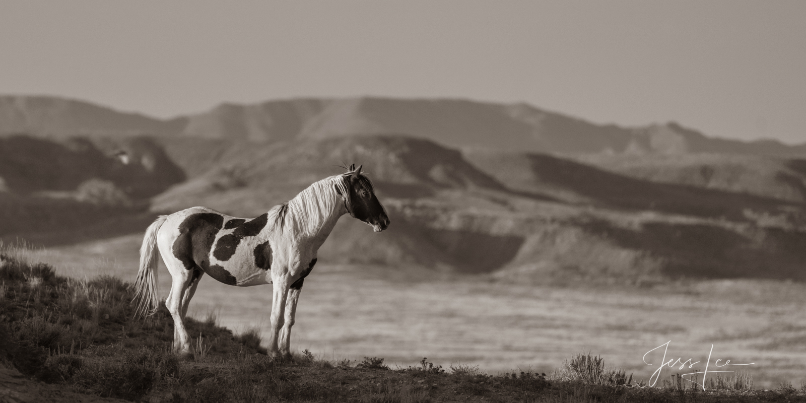 Wild One | Black and White Wild Horse Photo Fine Art Print of Wyoming Wild Horse stallion. Limited Edition of 250 Luxurious Prints. Choose the style, size, and medium for...