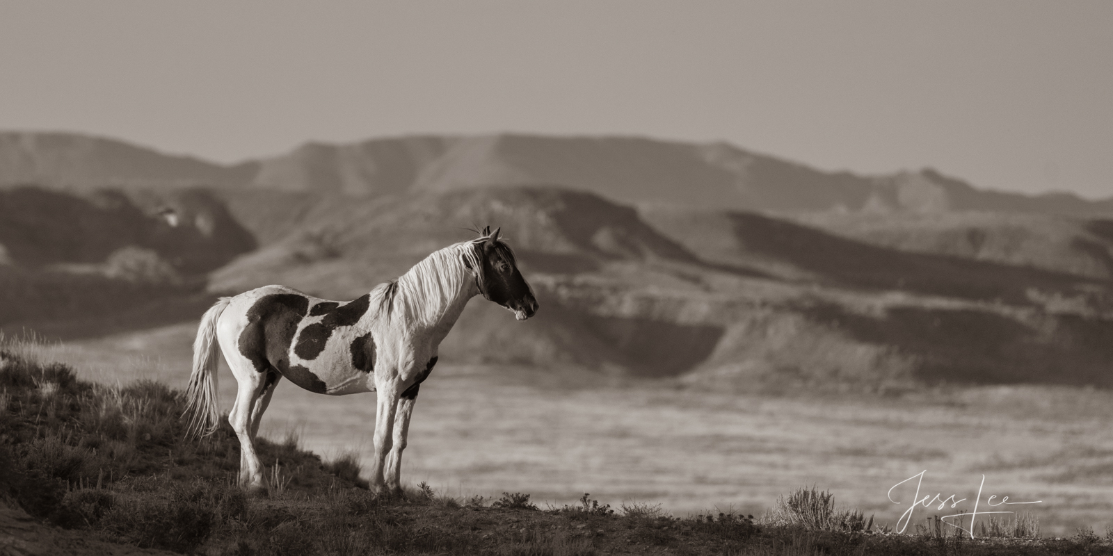 Fine Art Print of Wyoming Wild Horse stallion. Limited Edition of 250 Luxurious Prints.  Choose the style, size, and medium for...