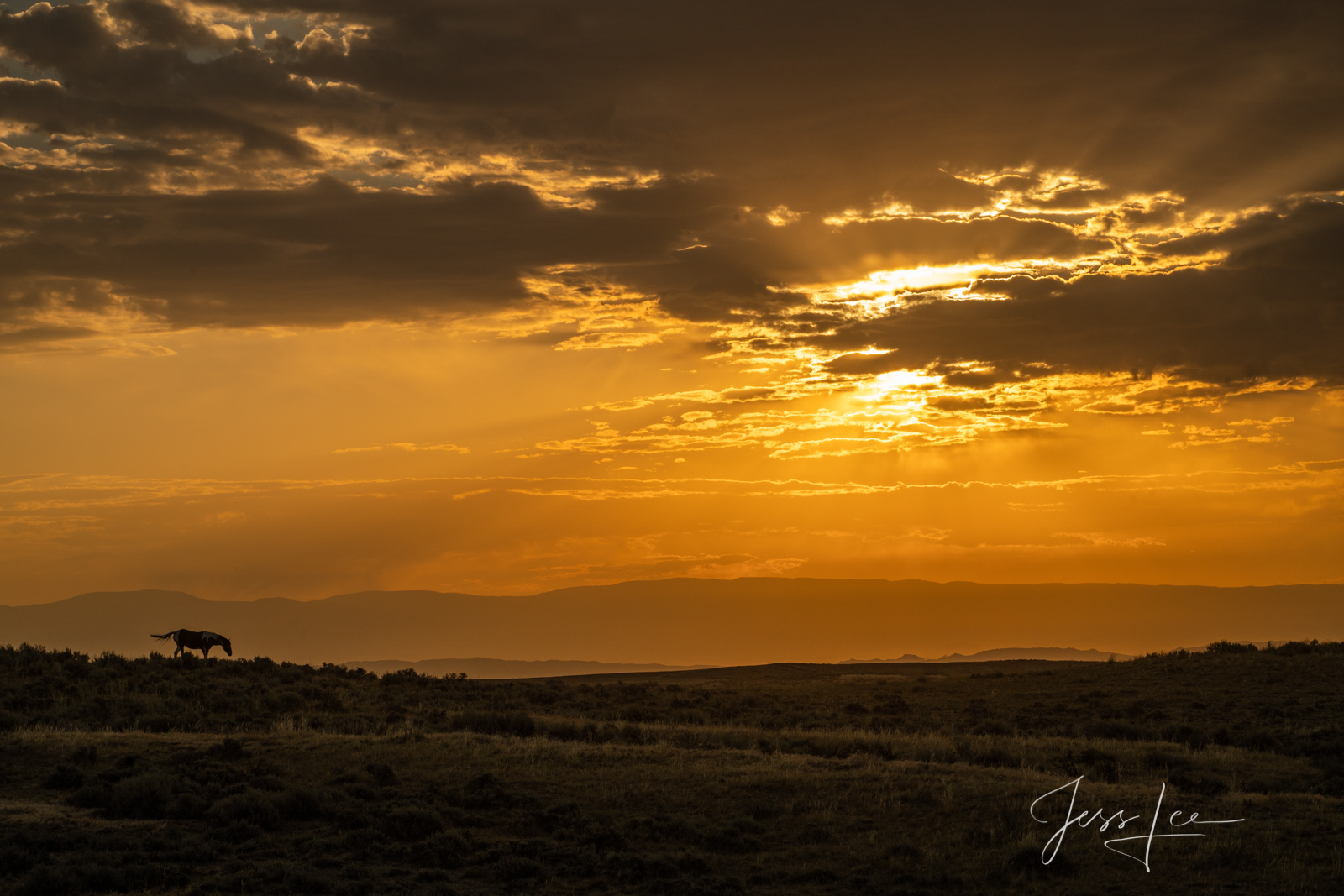 Fine Art Print of Wyoming Wild Horse at sunrise. Limited Edition of 250 Luxurious Prints.  Choose the style, size, and medium...