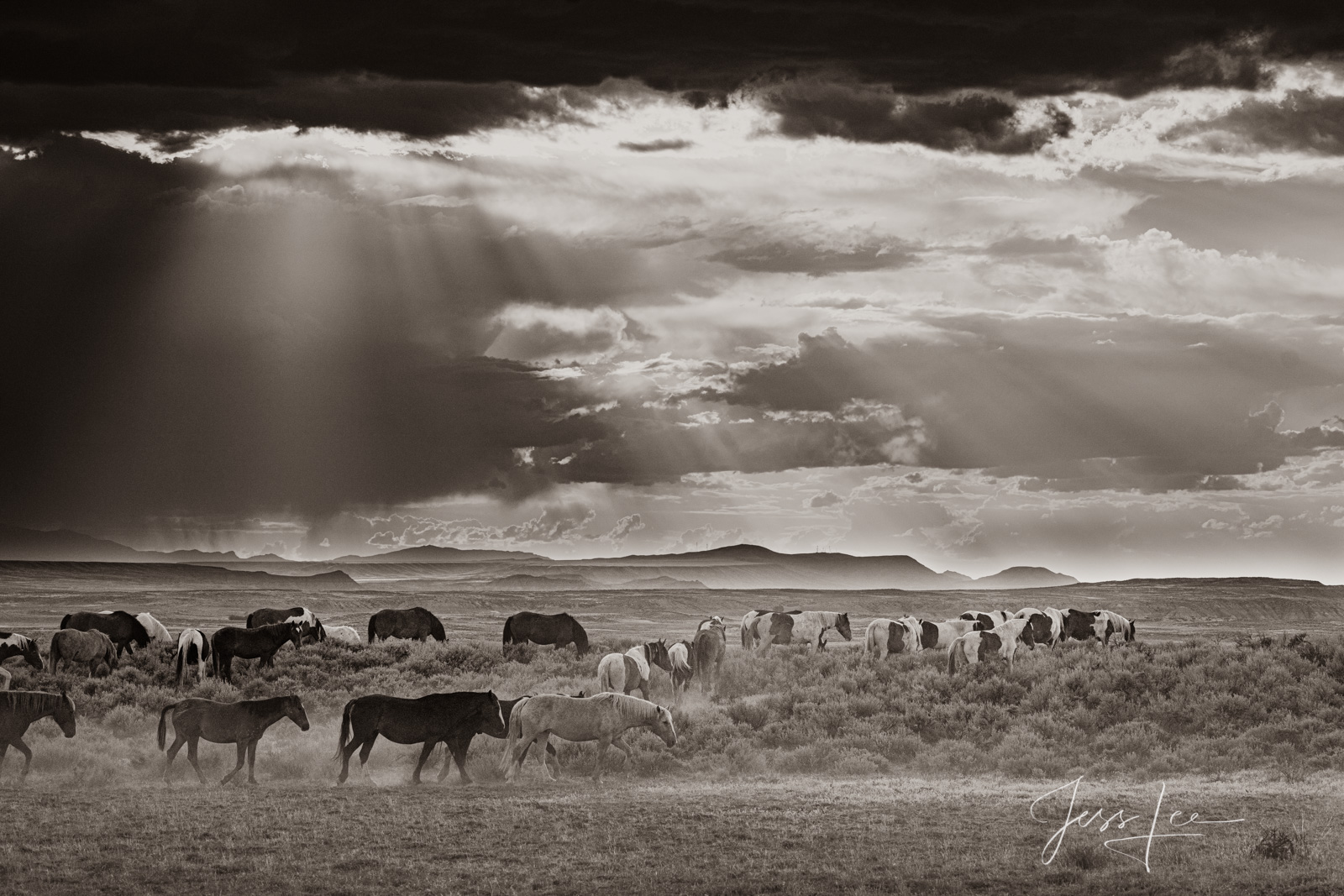 Black and White Horse herd before the storm Fine Art Print of beautiful Wyoming Wild Horses with a stormy sky. Limited Edition of 250 Luxurious Prints. Choose the style...