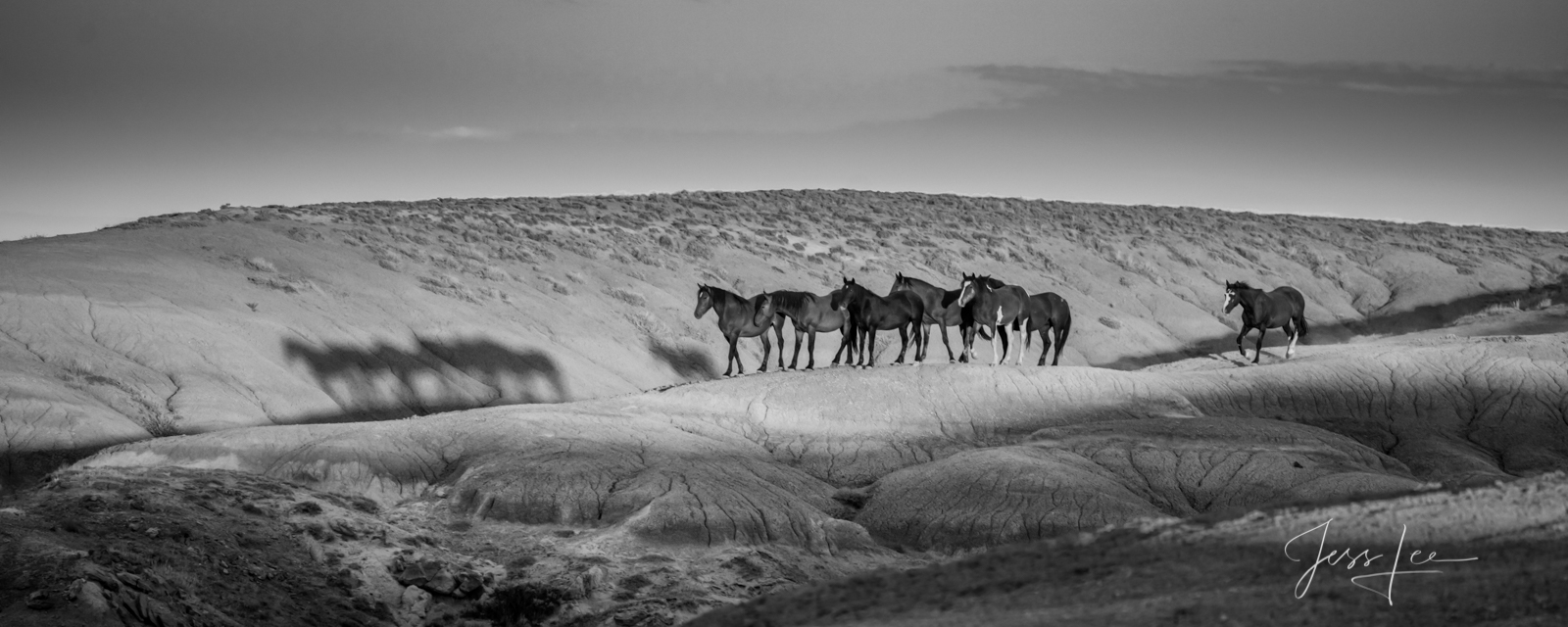 Running the ridge Herd of Mustangs in McCullough Peaks, Wyoming