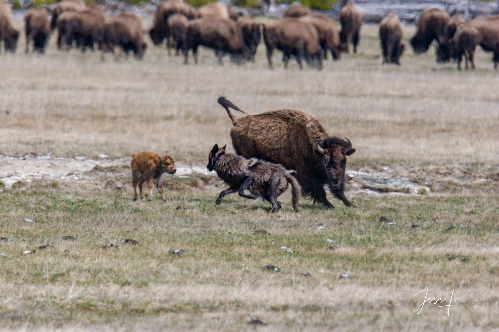 wolf trying to kill bison calf
