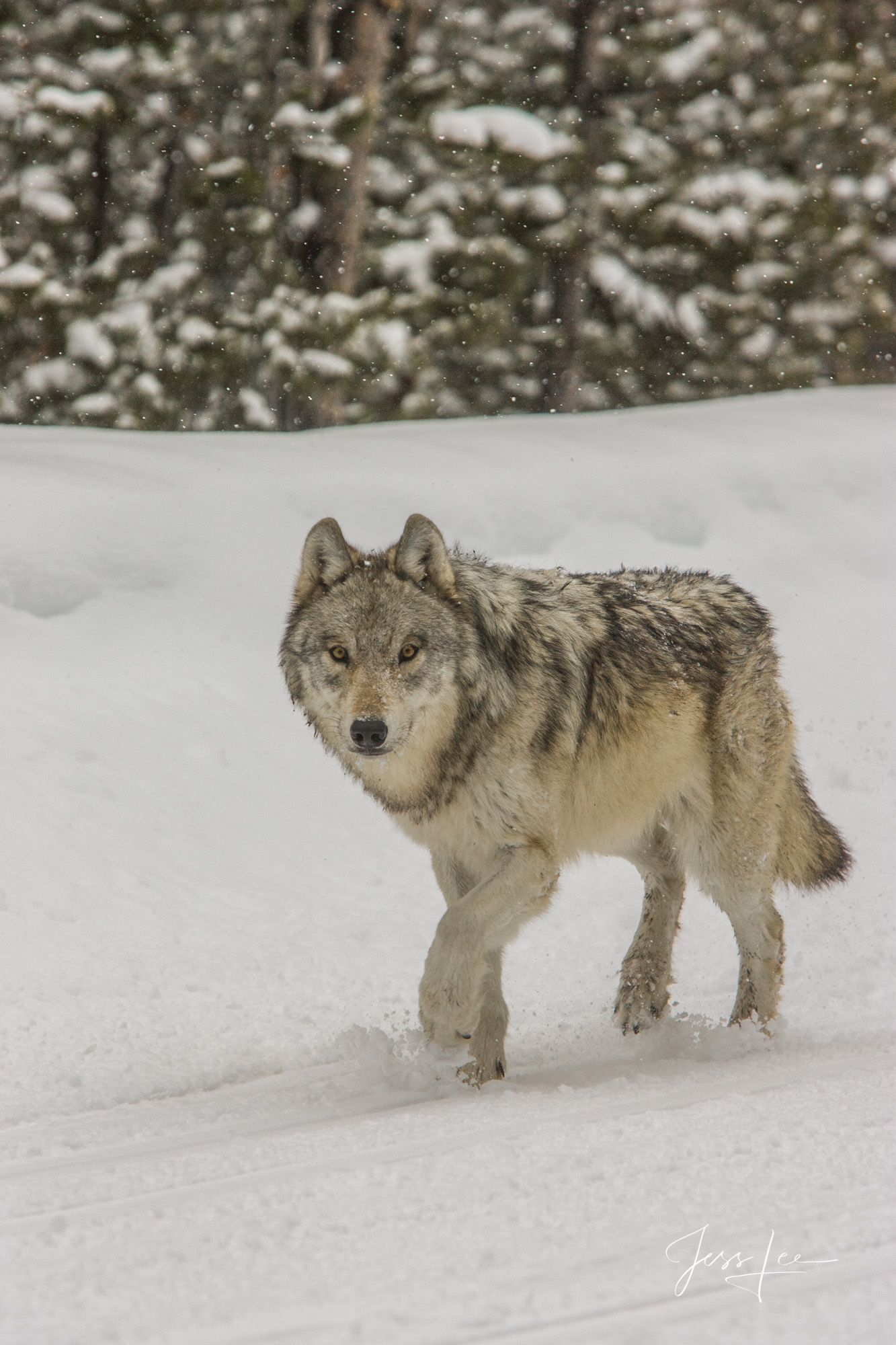 Yellowstone winter wolf