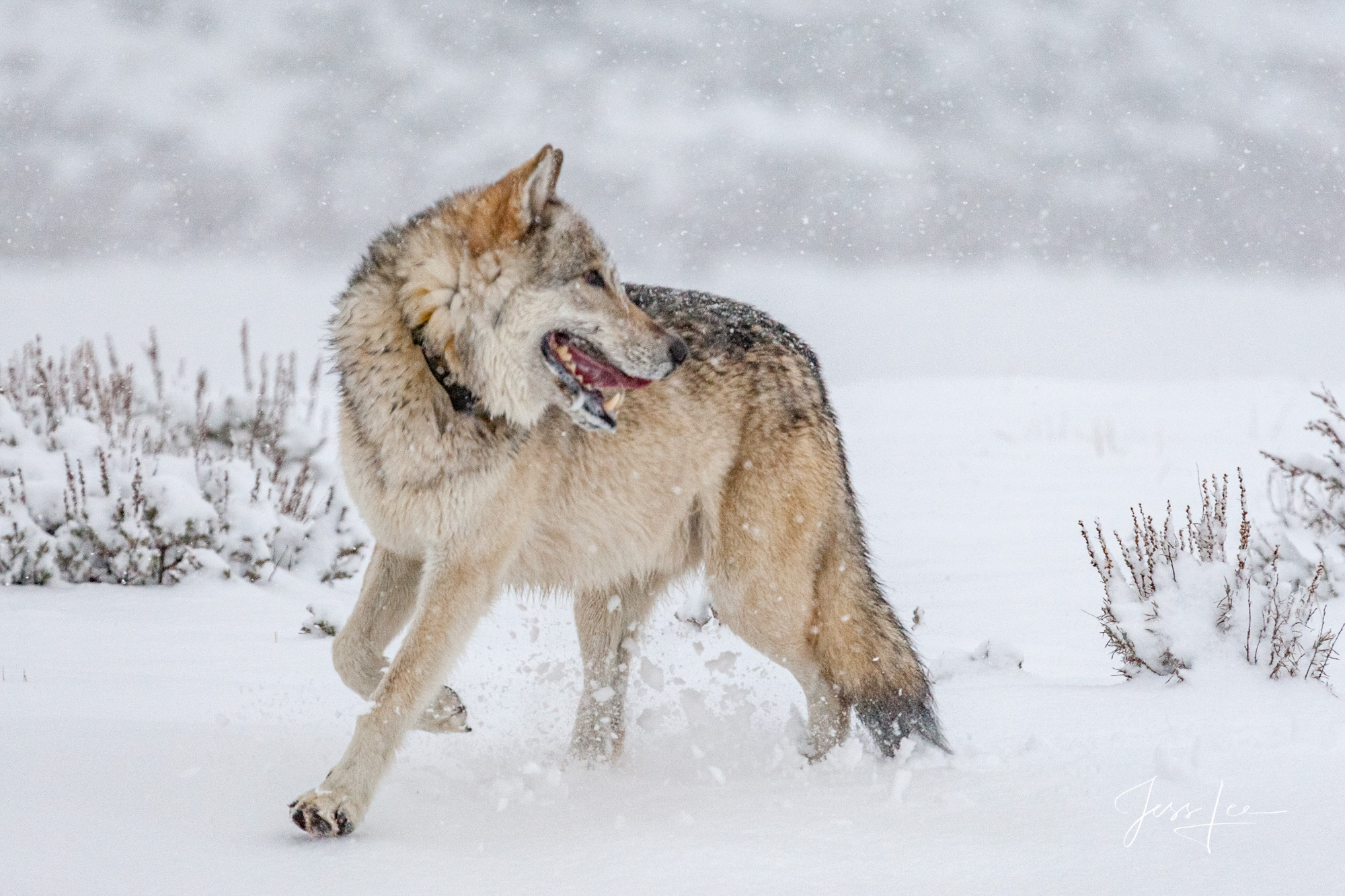 Yellowstone Wolf in the Wild from national geo. Exclusive limited edition photo of 2200 prints by Jess Lee