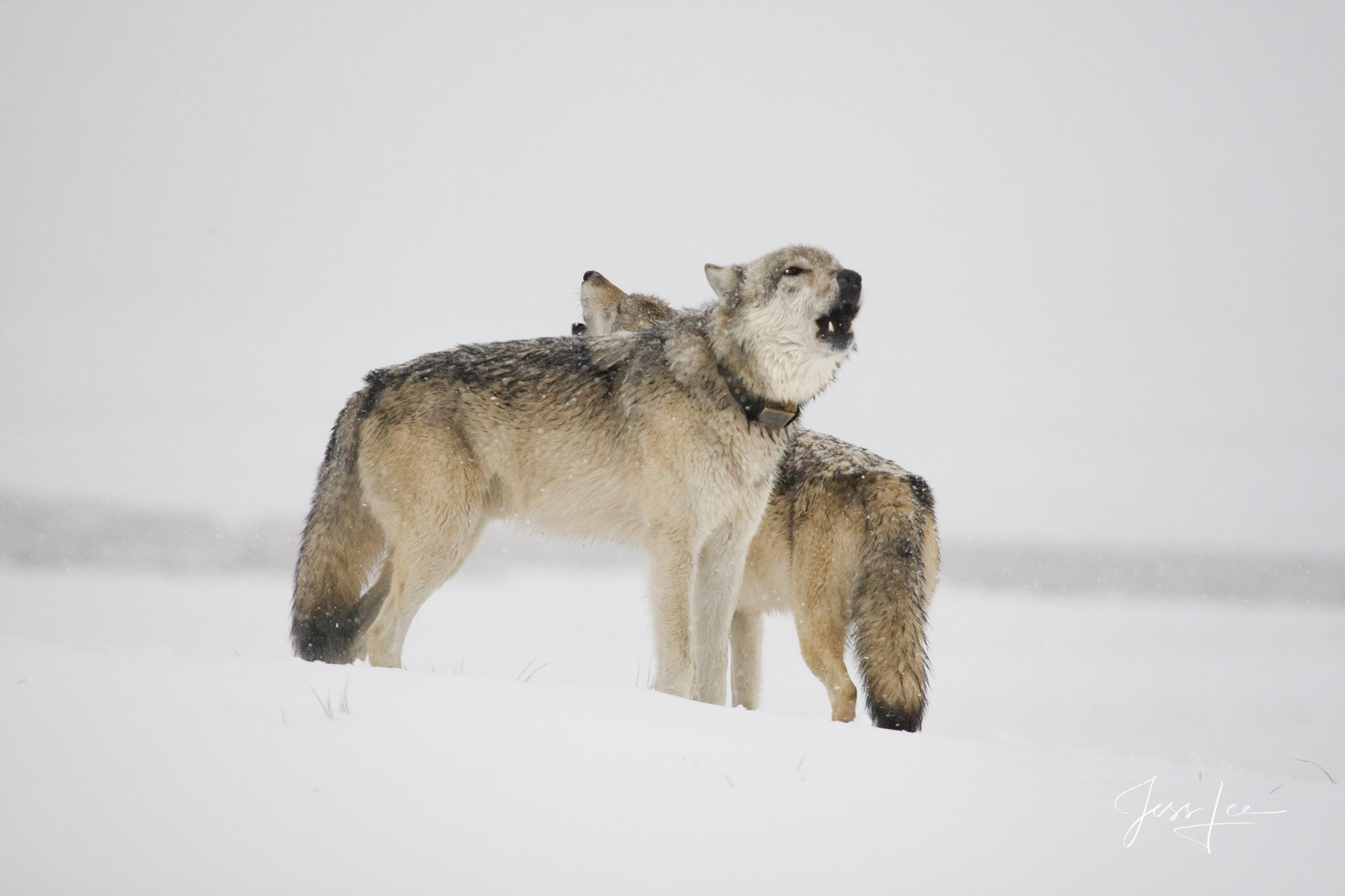 Picture of a Wolves howling in winter snow.