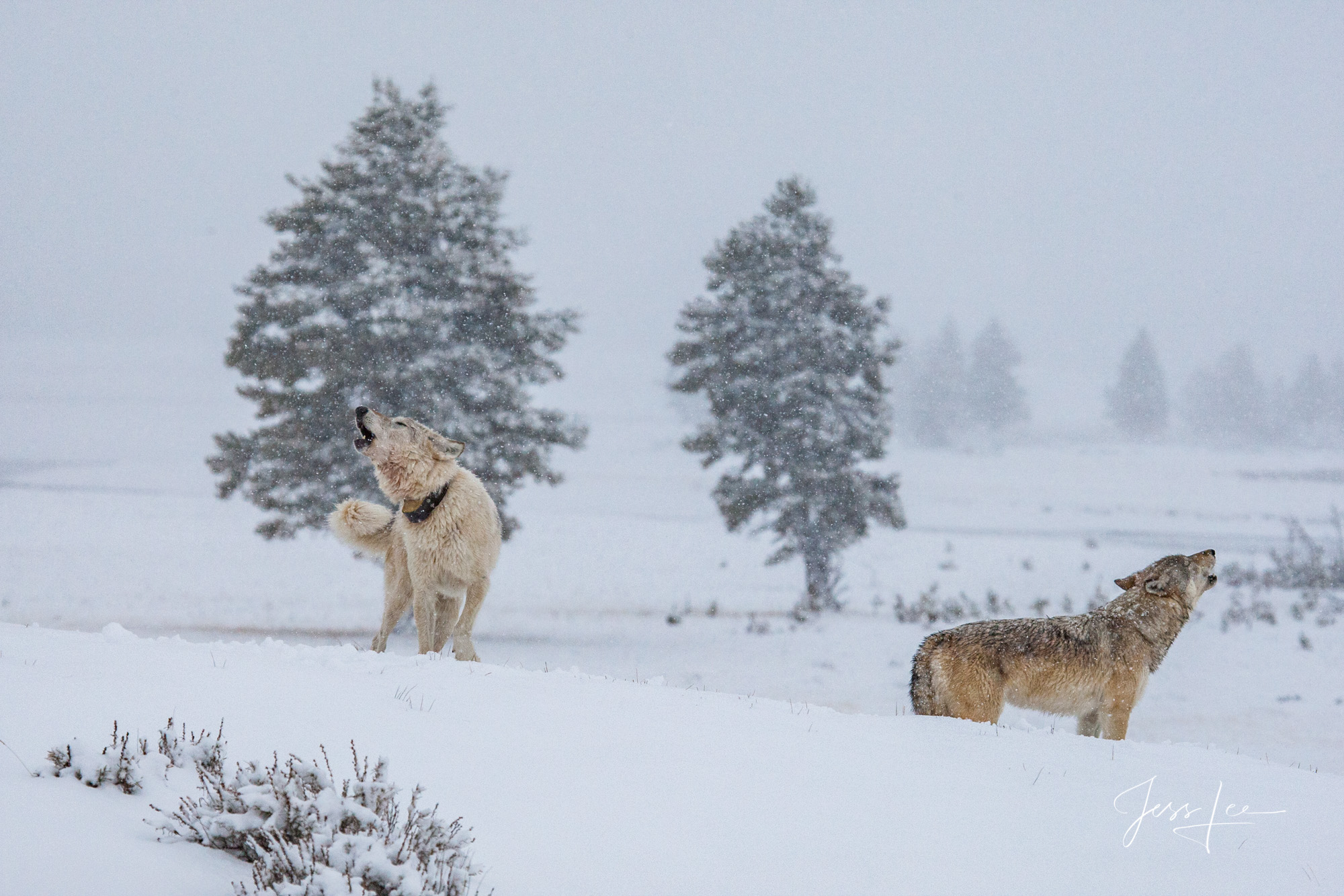 Yellowstone Wolves howling for the pack in the Wild. Exclusive limited edition photo of 200 prints by Jess Lee