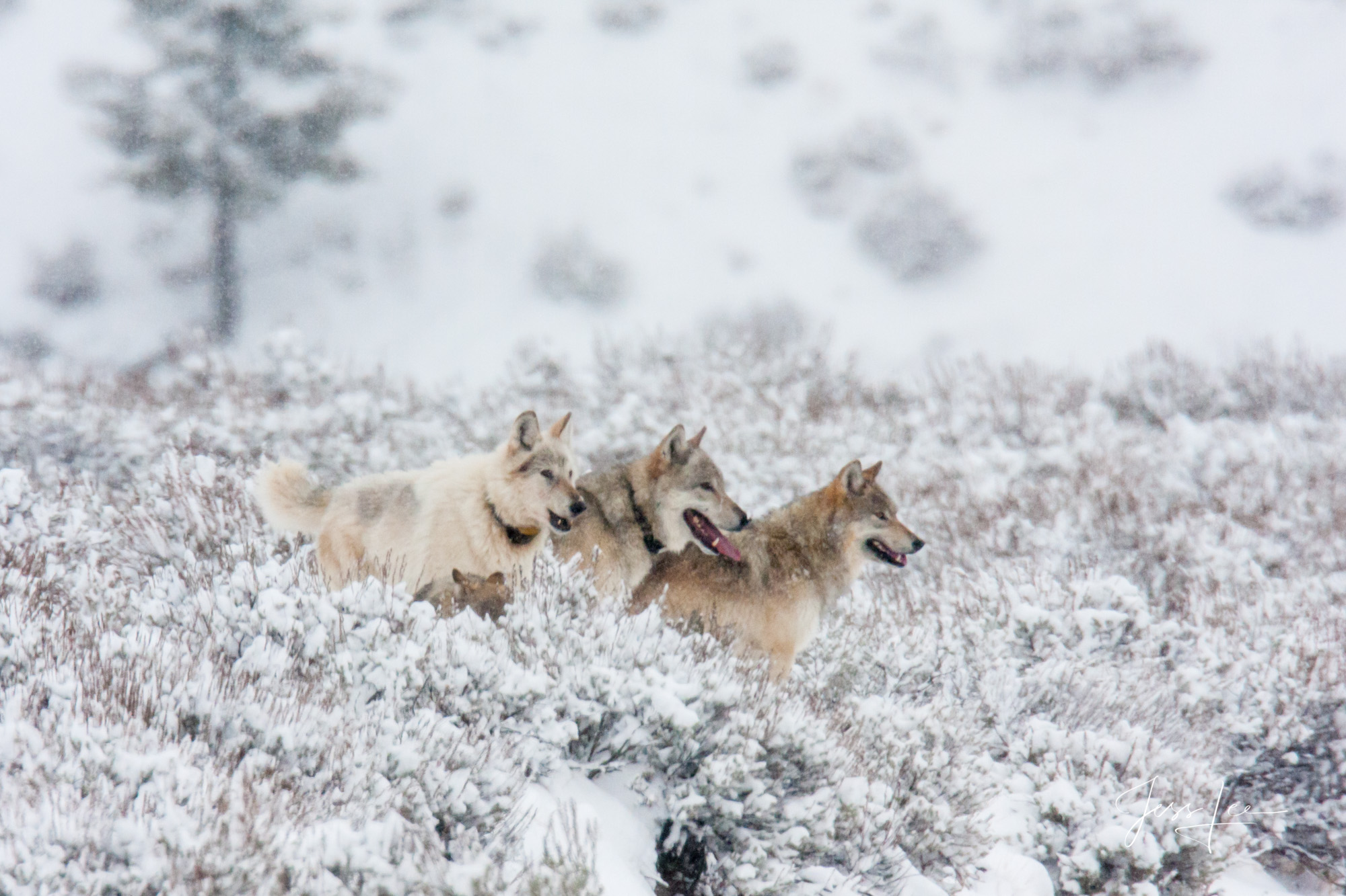Yellowstone wolves howling christmas Yellowstone Wyoming Photos