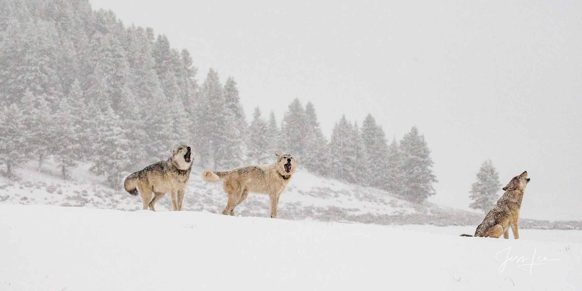 These wolves are howling to regroup the pack ( Hayden Pack and the White wolf) after being attacked by the Mollies wolves. Picture...