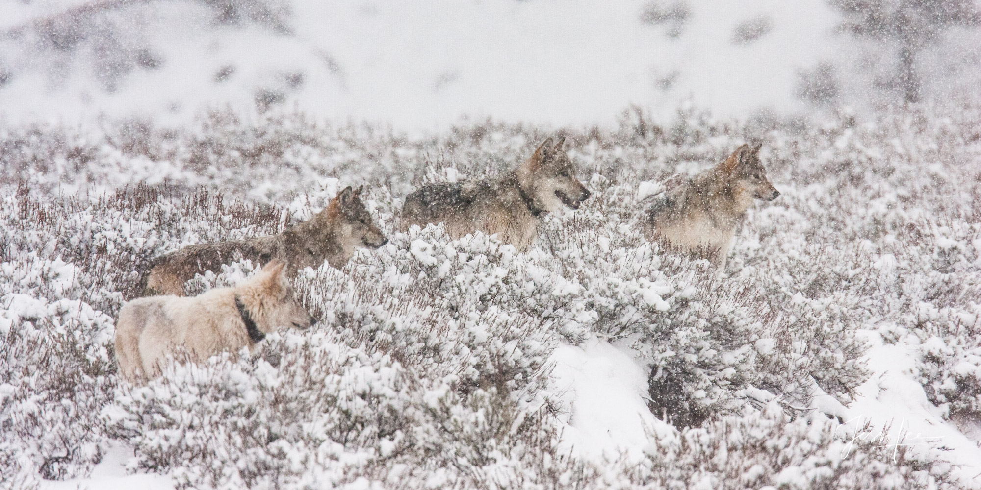 Frosty Yellowstone Wolf in the Wild. Exclusive limited edition photo of 200 prints by Jess Lee