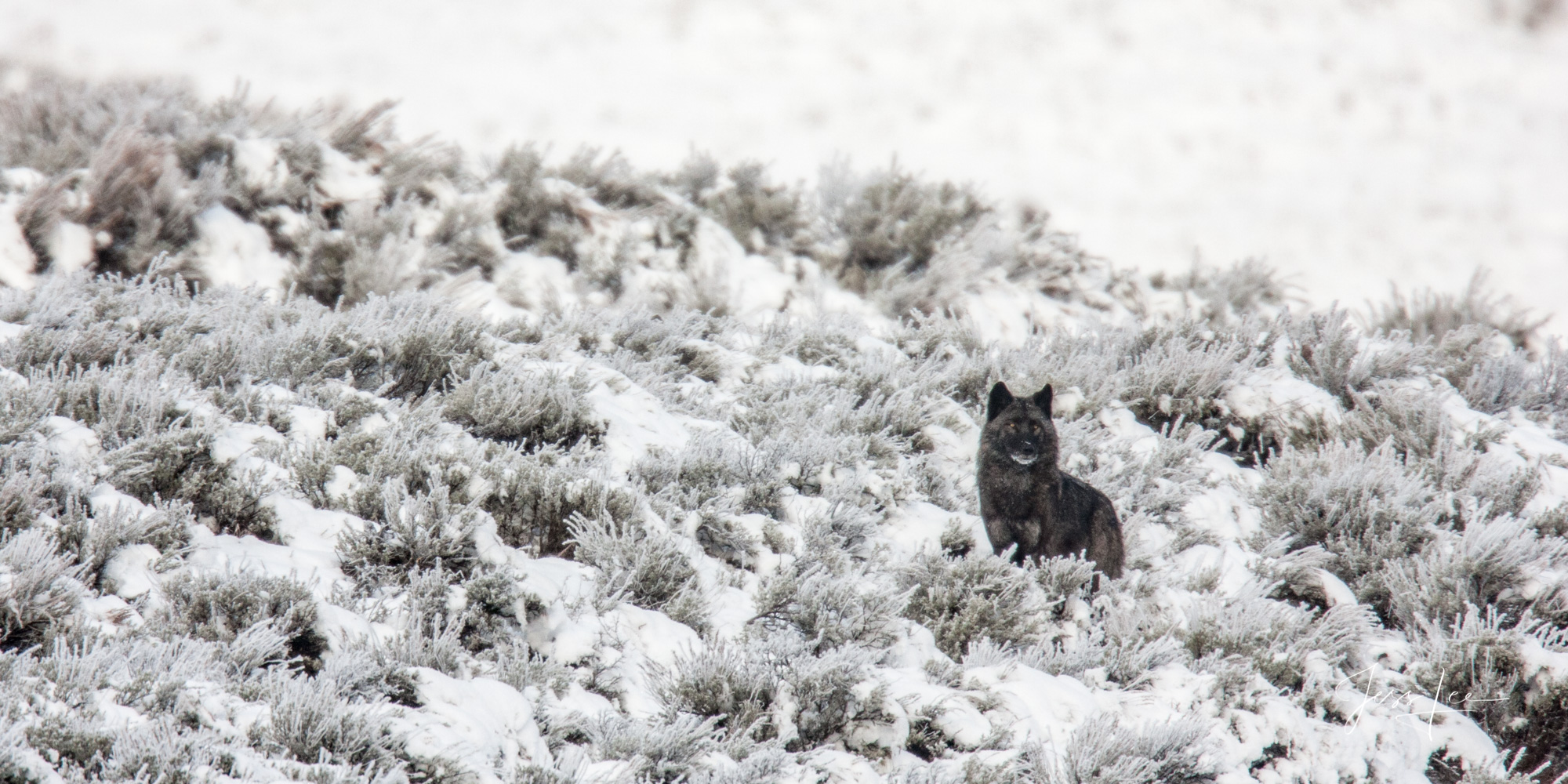 YellowstoneHunting  Wolf in the Wild. Exclusive limited edition photo of 200 prints by Jess Lee