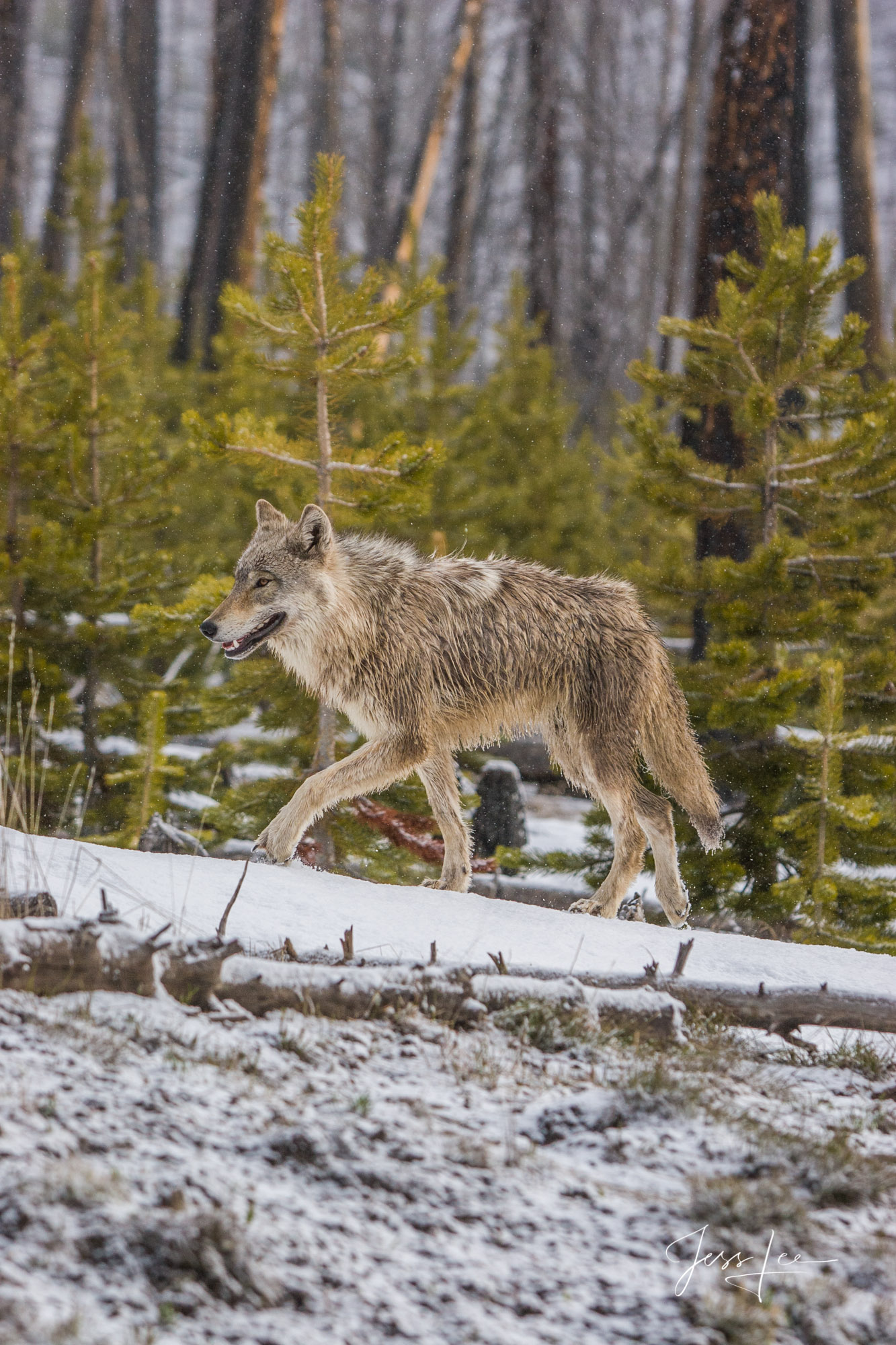 Young wolf walking in forest