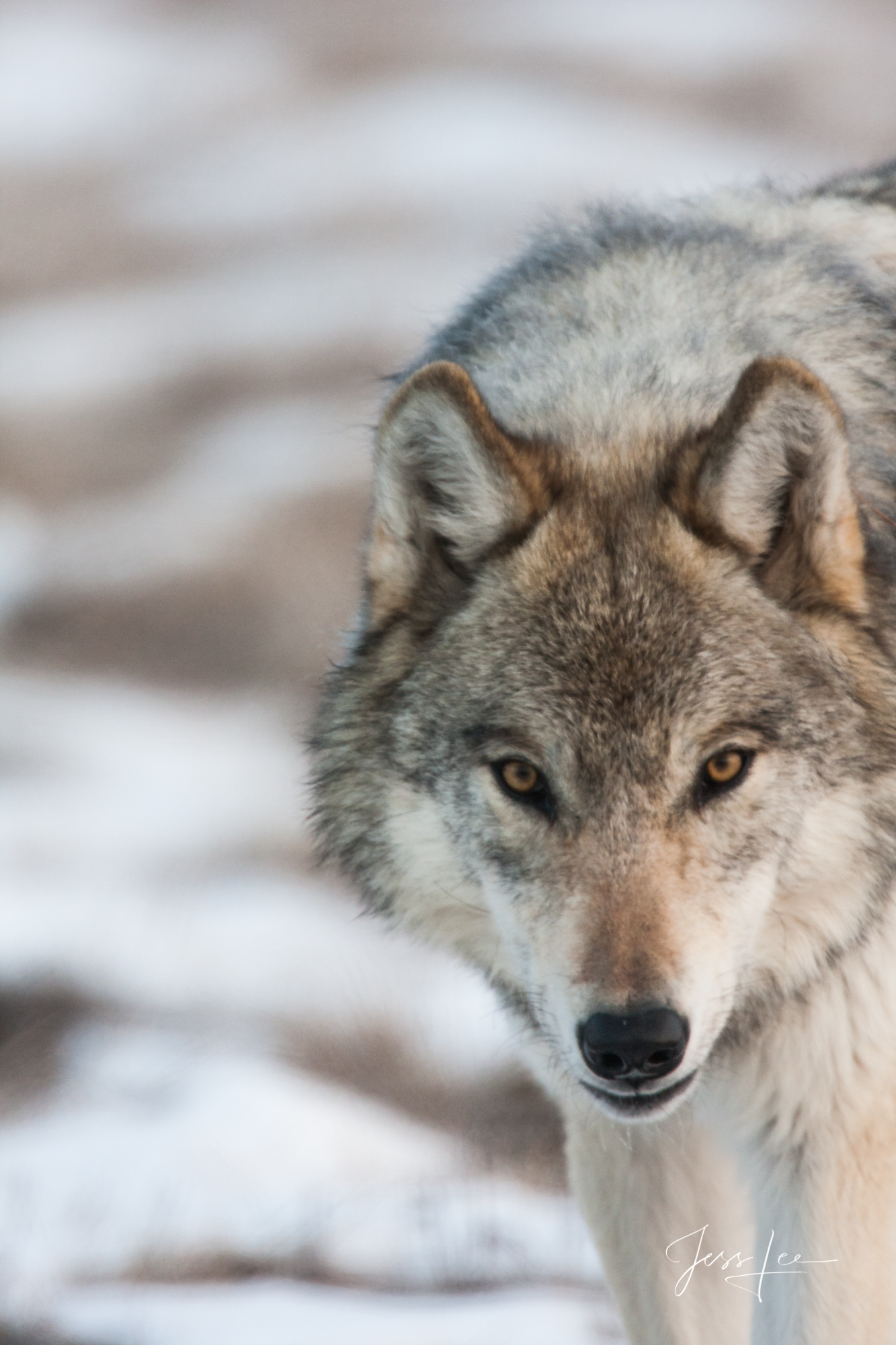 Closeup Picture of a Winter Wolf