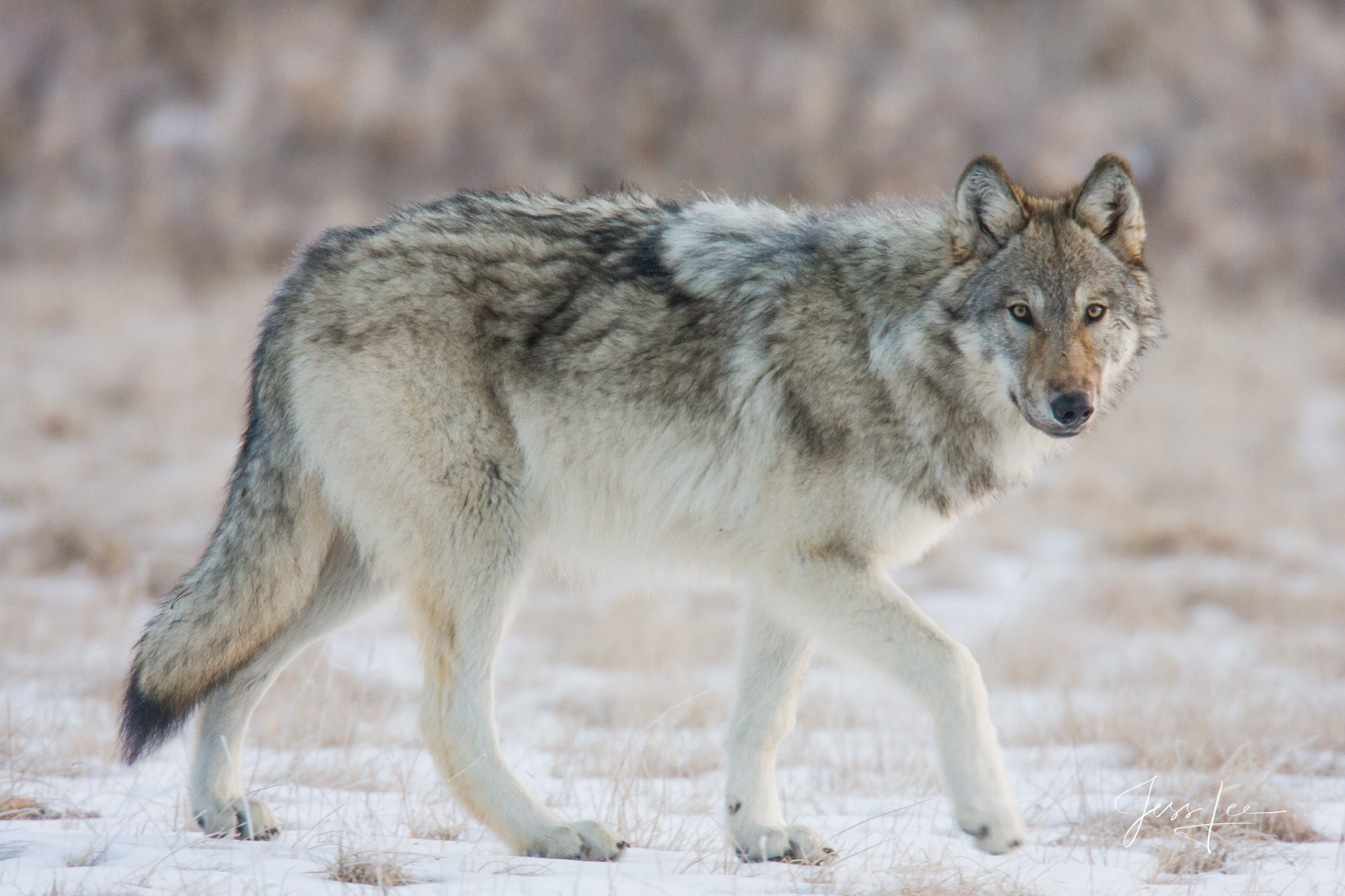 Winter Wolf in the Snow watching photographer