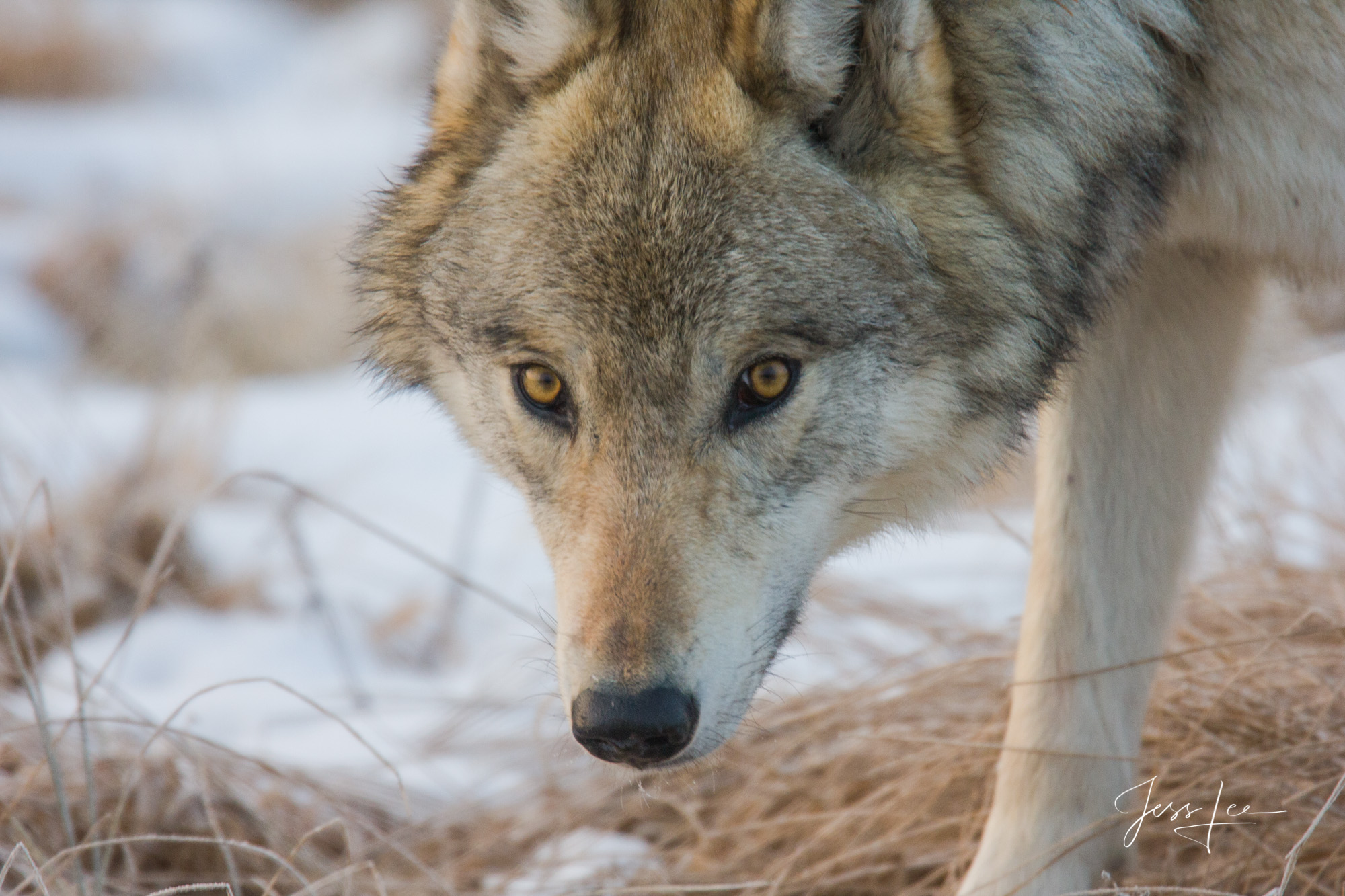 Winter Wolf in the Snow