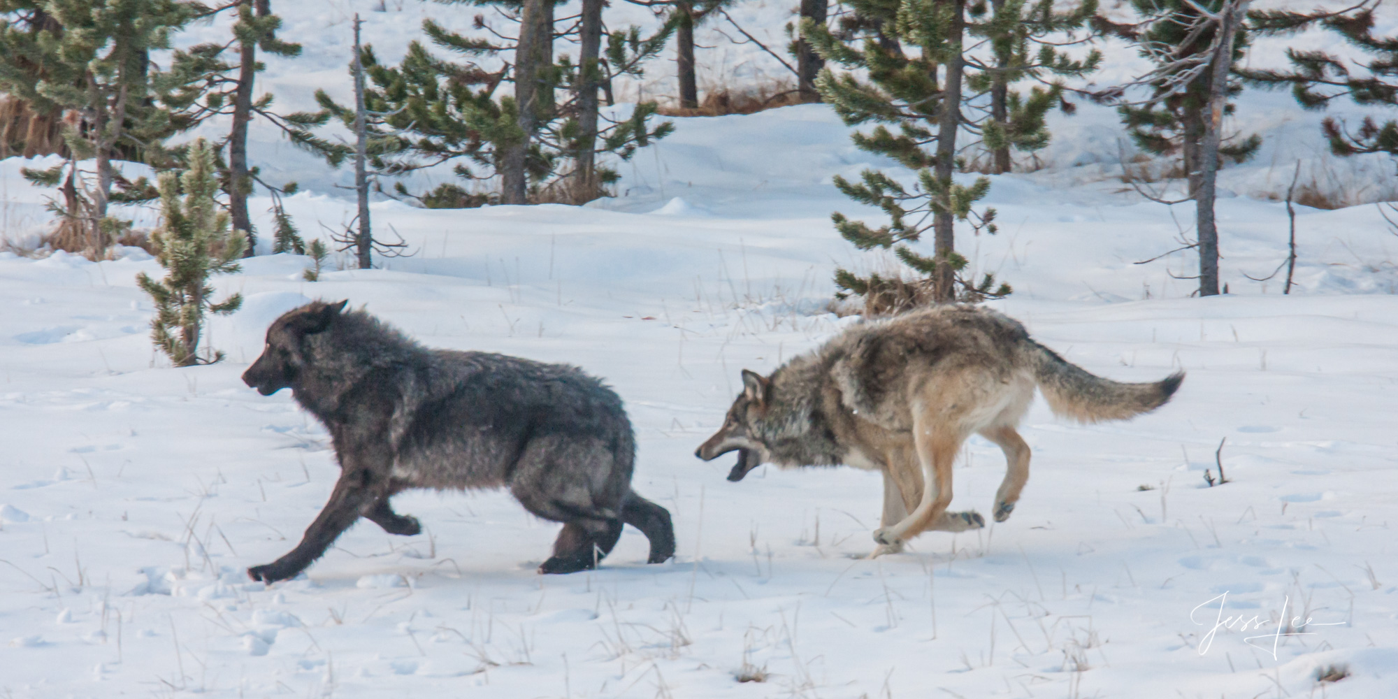 Winter Wolf playing in the Snow