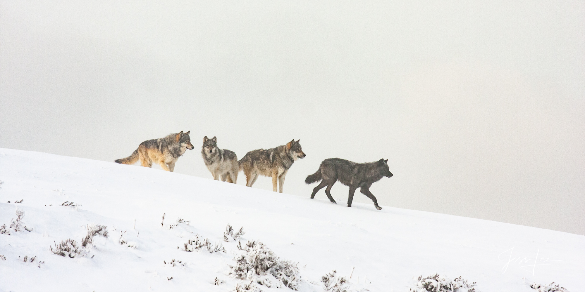 Mollies Pack wolves Winter Wolf pack in the Snow