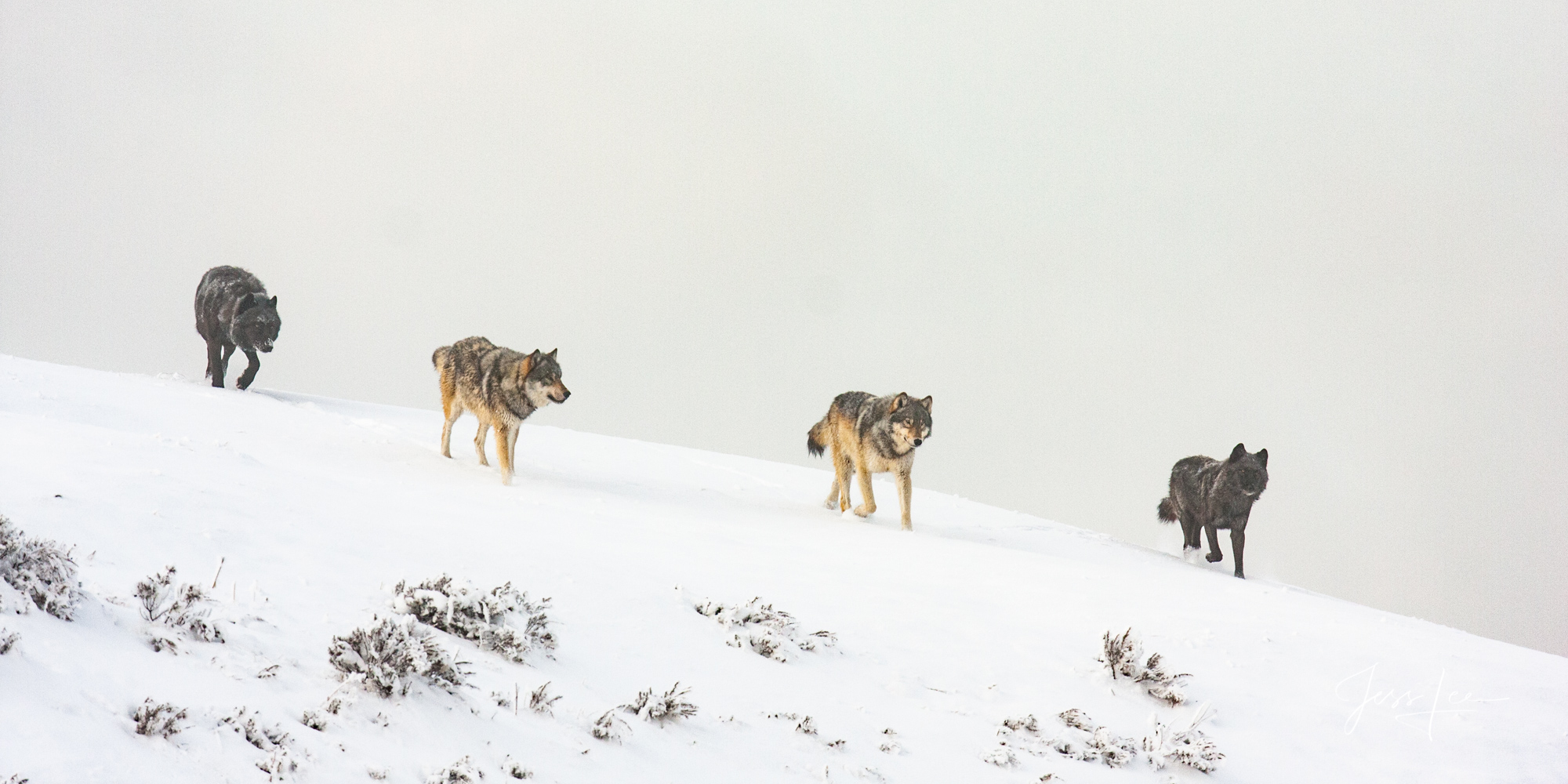 Yellowstone Mollies Wolf pack in the Wild. 2 Exclusive limited edition photo of 800 prints by Jess Lee
