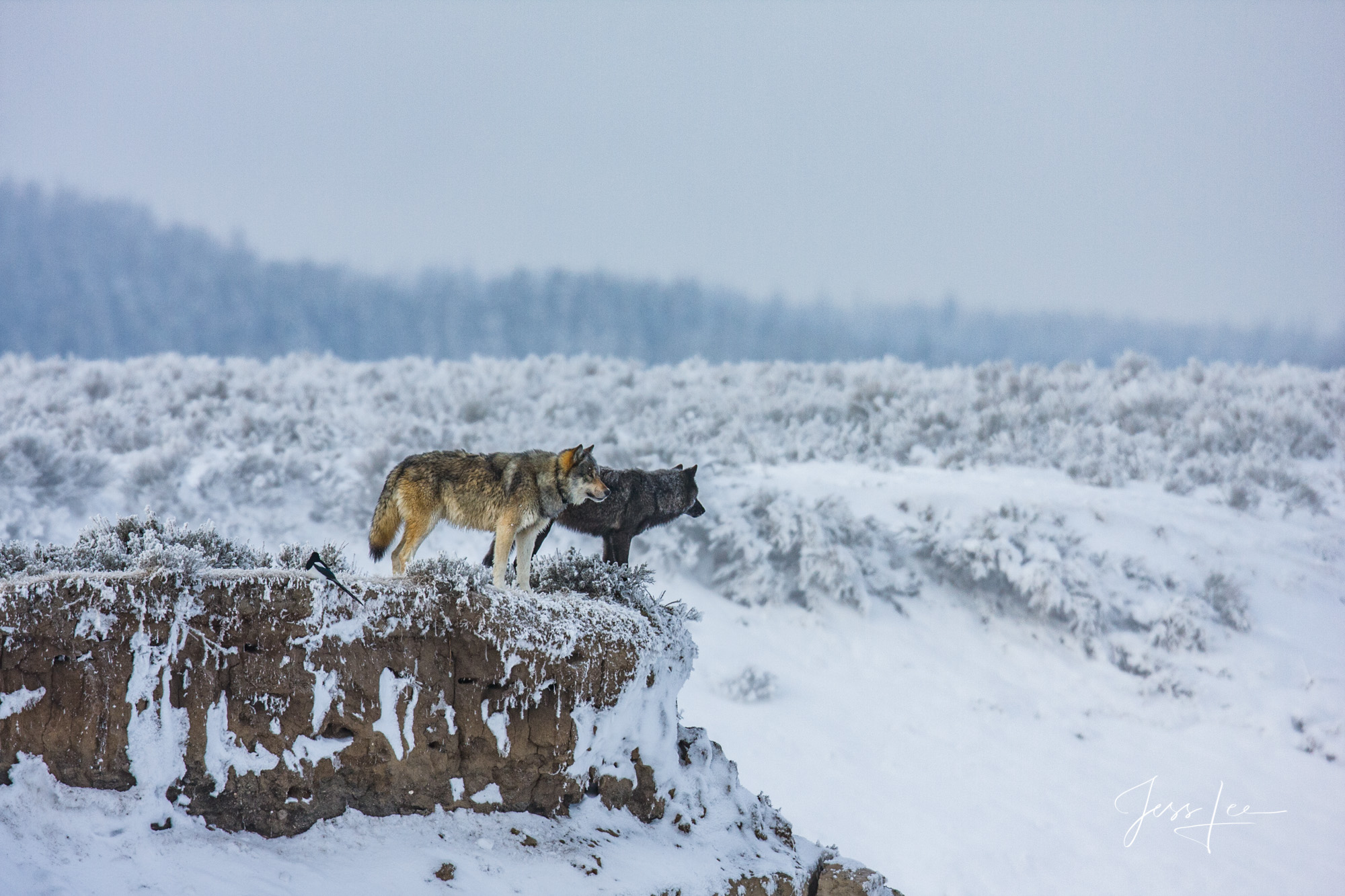 Wolves wintering in Hayden Valley Two wolves in winter overlooking Elk Antler Creek