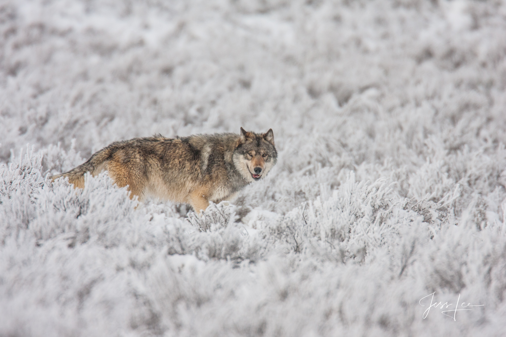 Yellowstone Frost covered Wolf in the Wild. Exclusive limited edition photo of 200 prints by Jess Lee