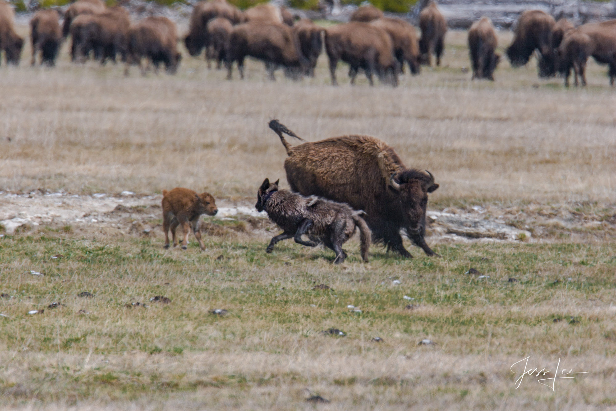  Wolf trying to kill bison calf