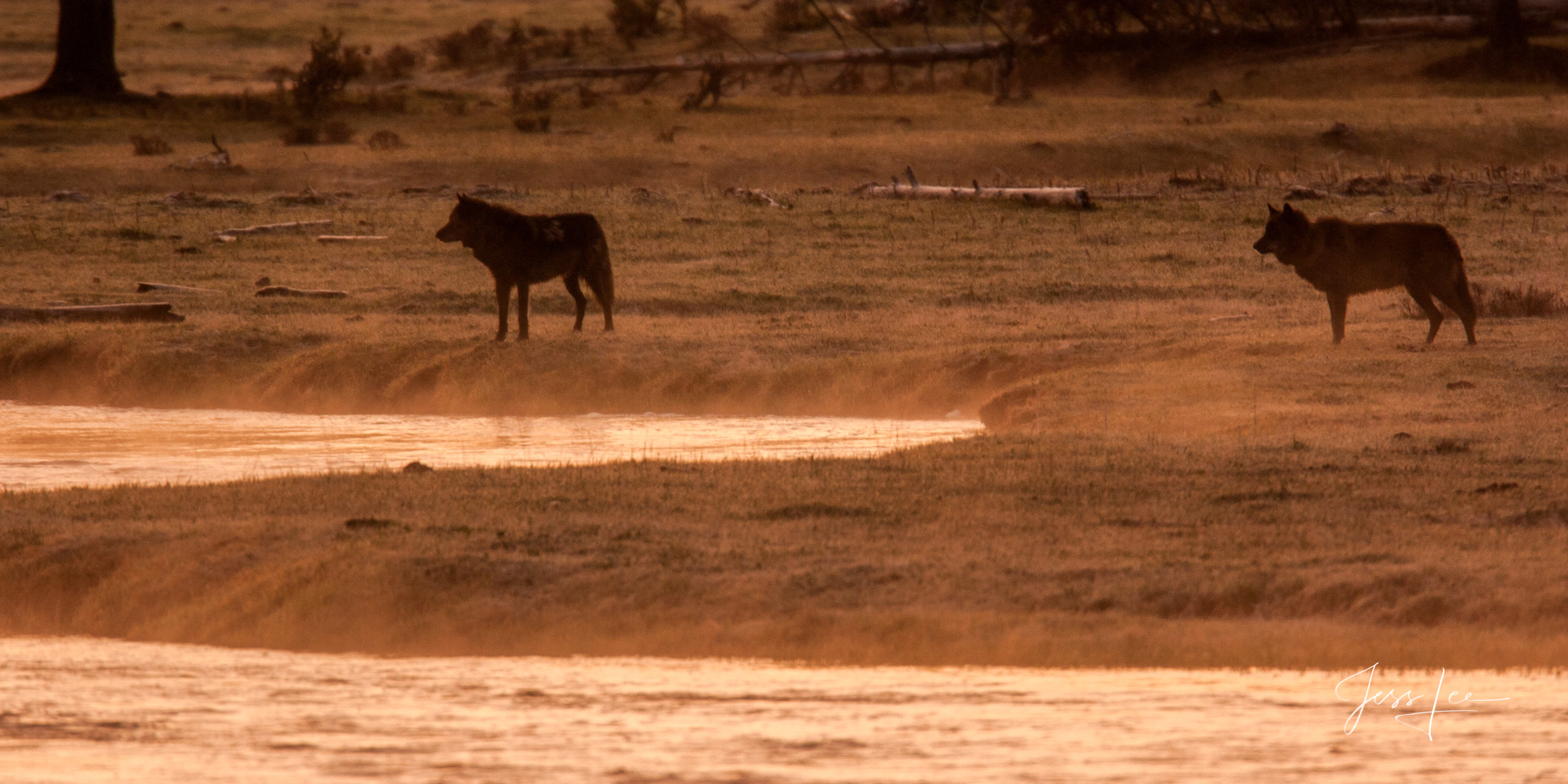 black wolves at sunrise along gibbon