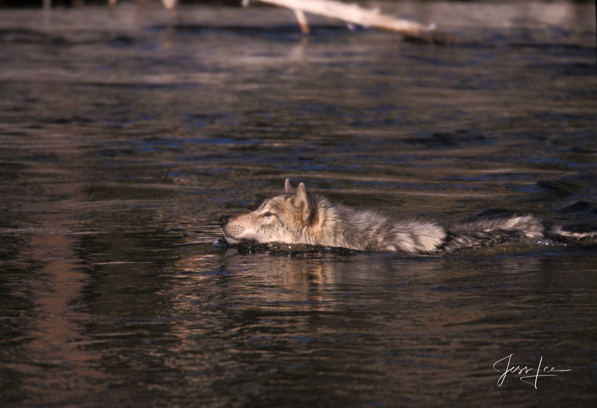 Wolf Firehole River Swim Winter Wolf in the river