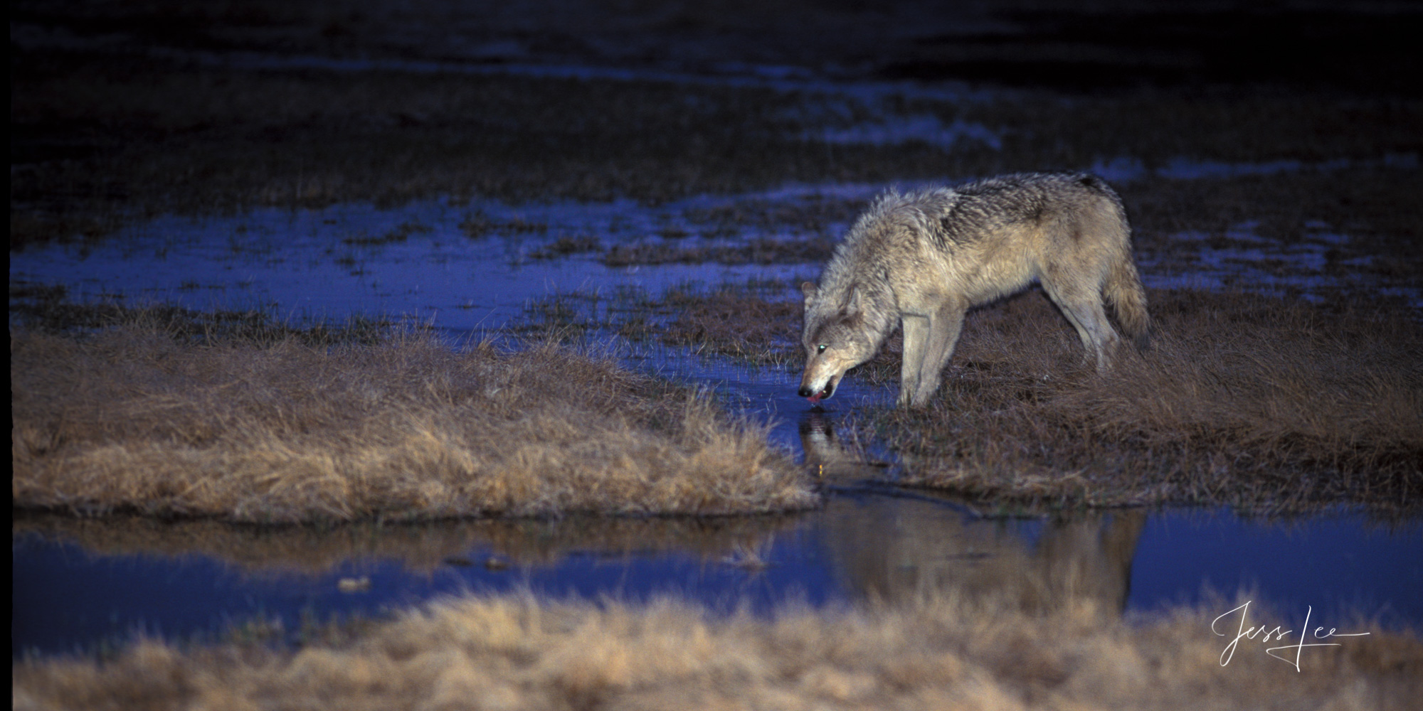 Yellowstone Wolf in the Wild showing the light gathering ability of wolves vision. Exclusive limited edition photo of 200 prints...