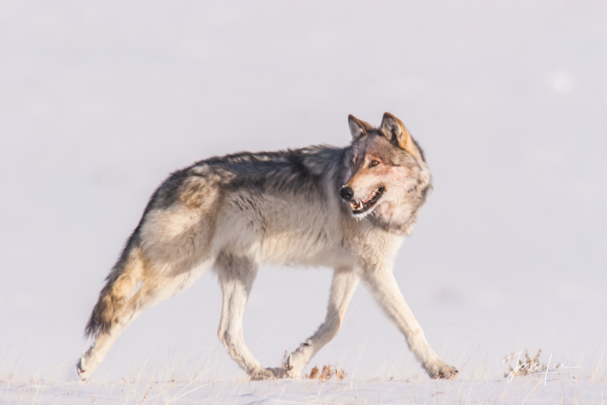 Yellowstone wolf in winter Nat Geo. Limited Edition Fine Art Print.