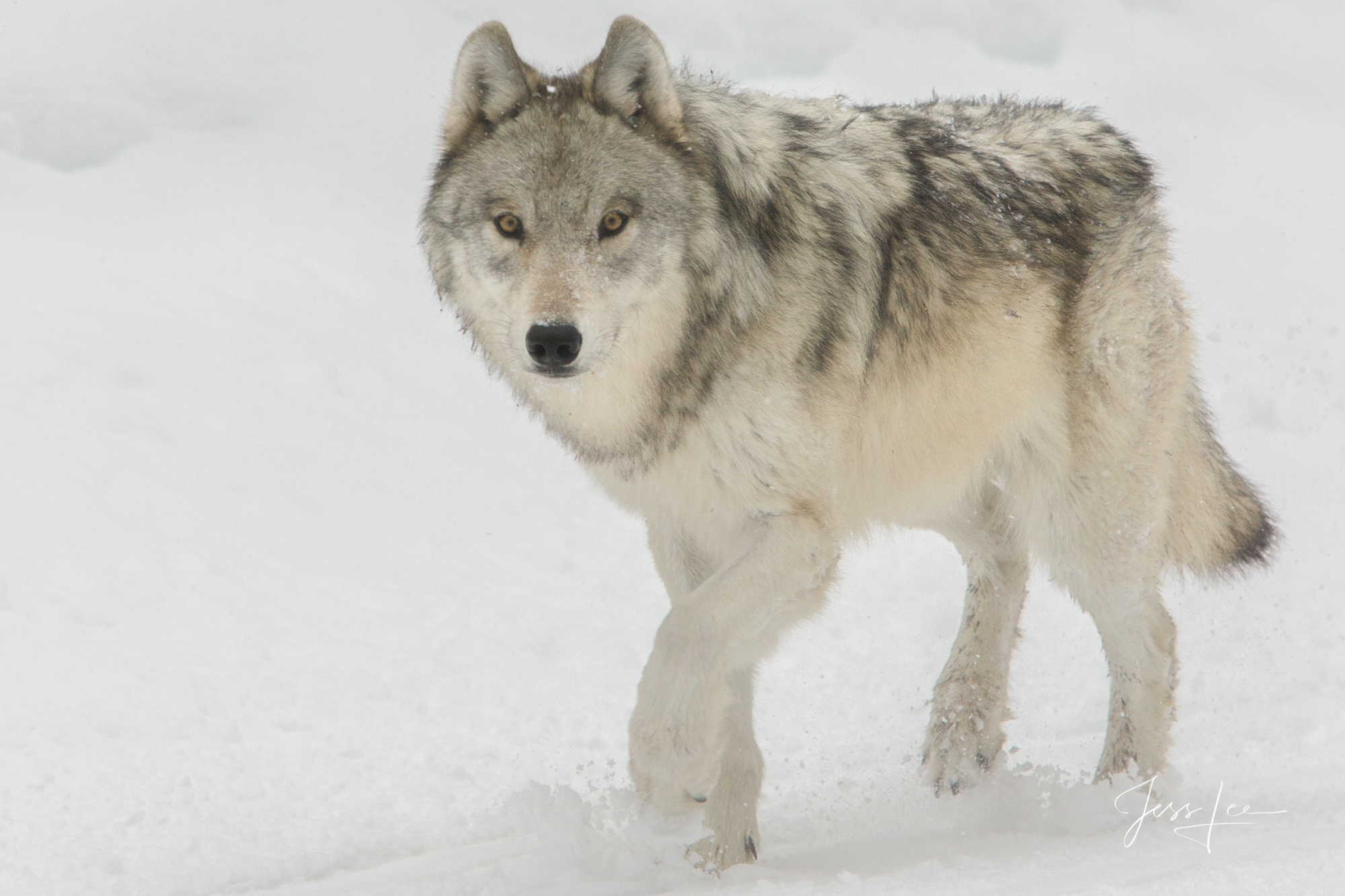 Yellowstone Wolf in Winter