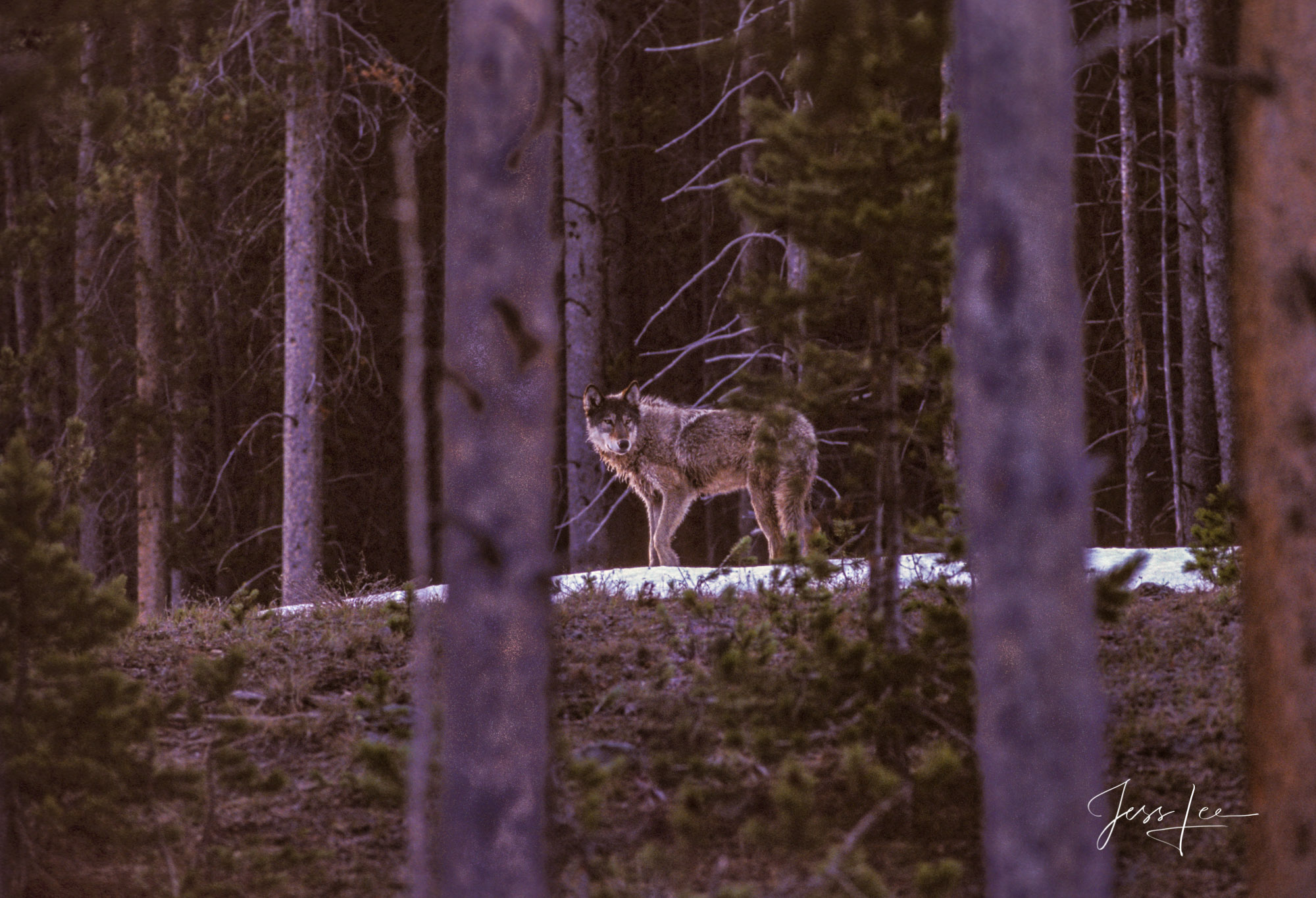Yellowstone Wolf in the Wilderness of the lodgepole forrest near the Madison River. Exclusive limited edition photo of 200 prints...