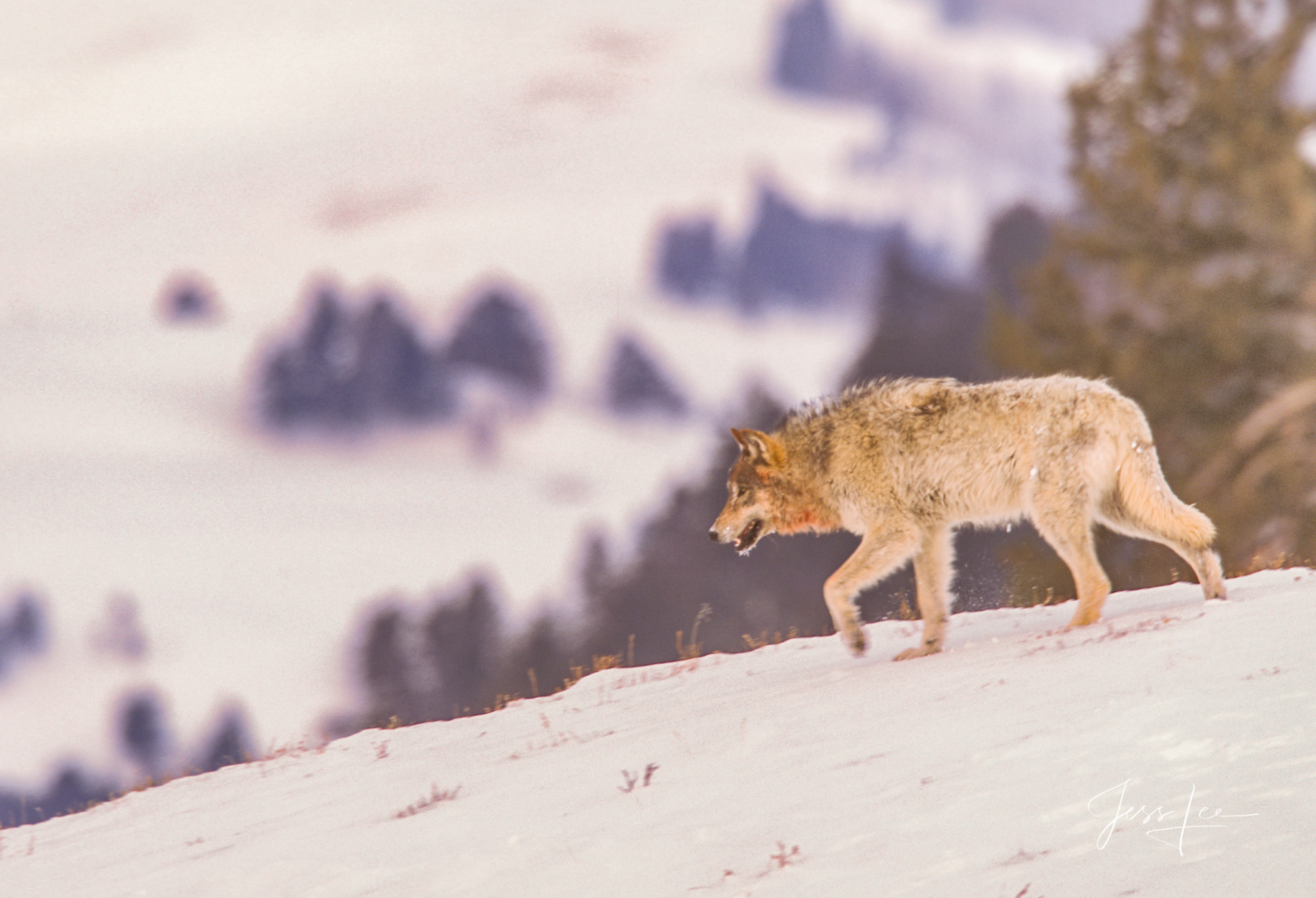 Winter Wolf in the Snow