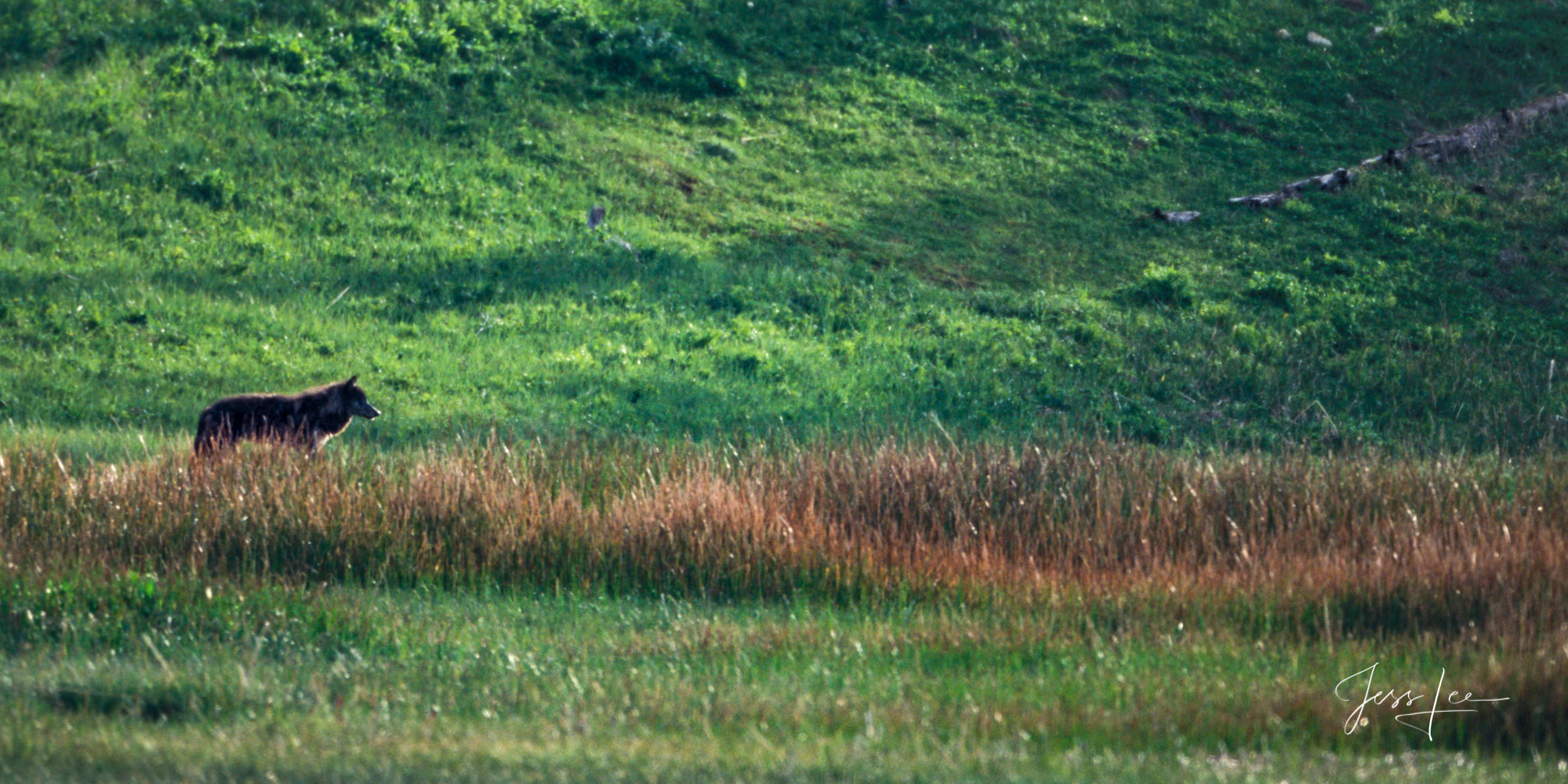 Winter Wolf in the meadow