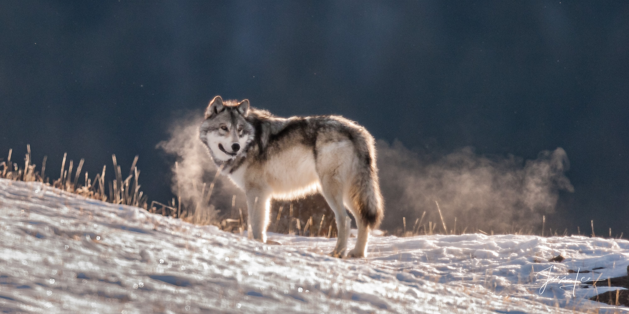 Winter Wolf in the Snow