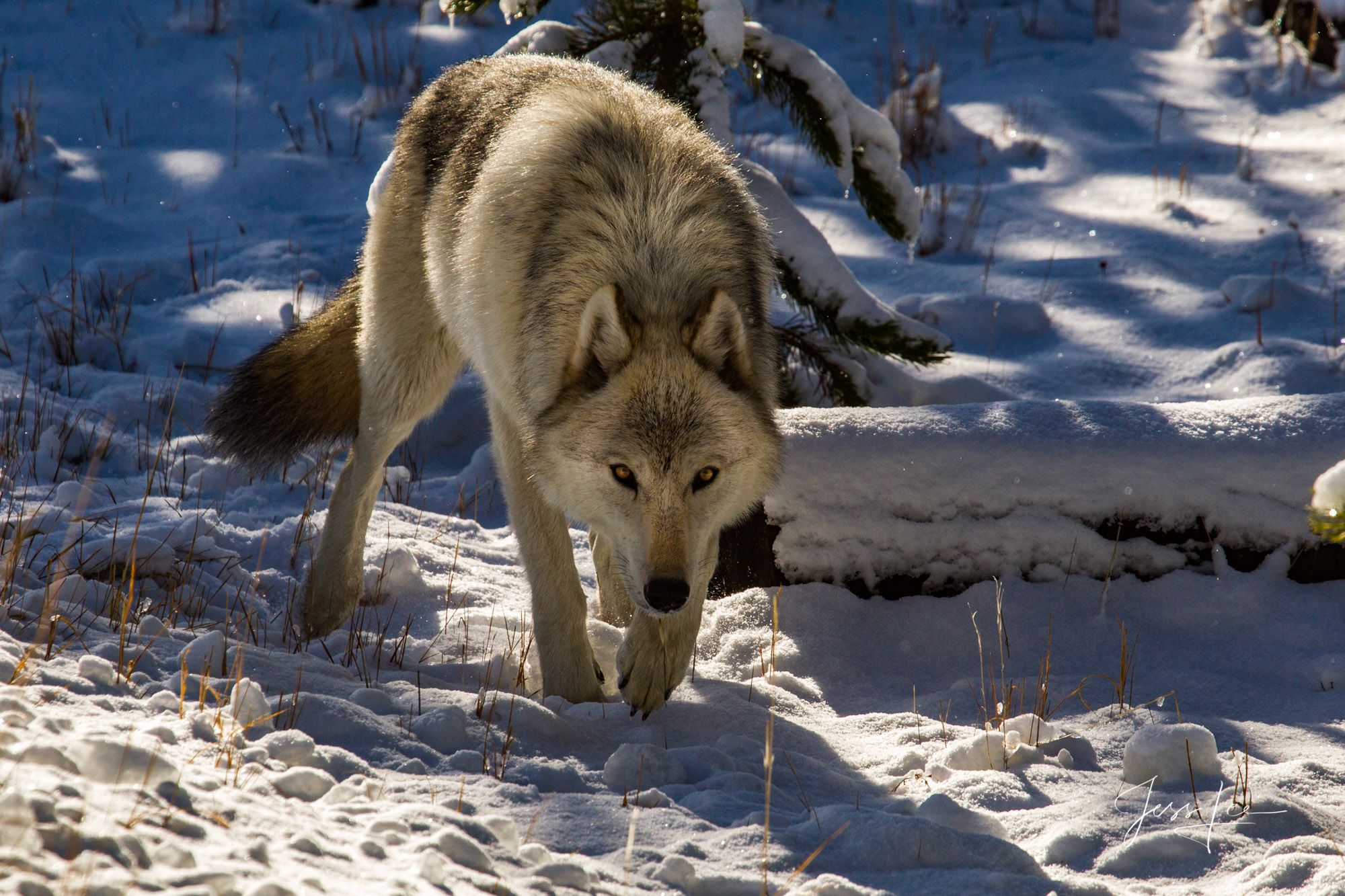 Yellowstone The Wolf in the Wild. Exclusive limited edition photo of 200 prints by Jess Lee
